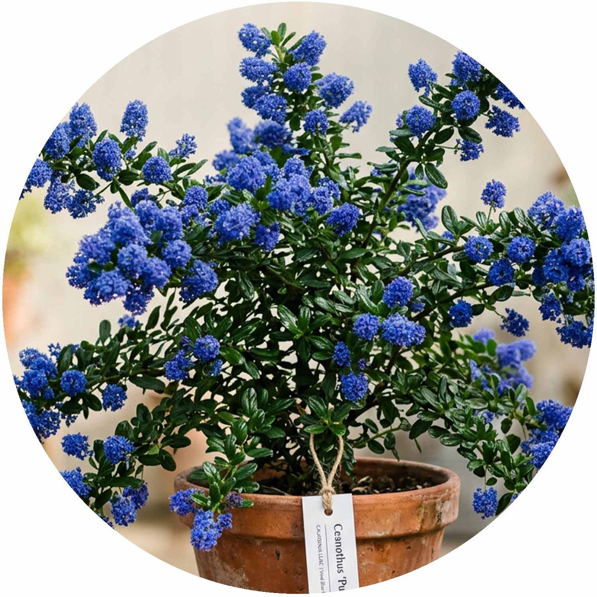 (EP) Ceanothus Puget Blue CLT4