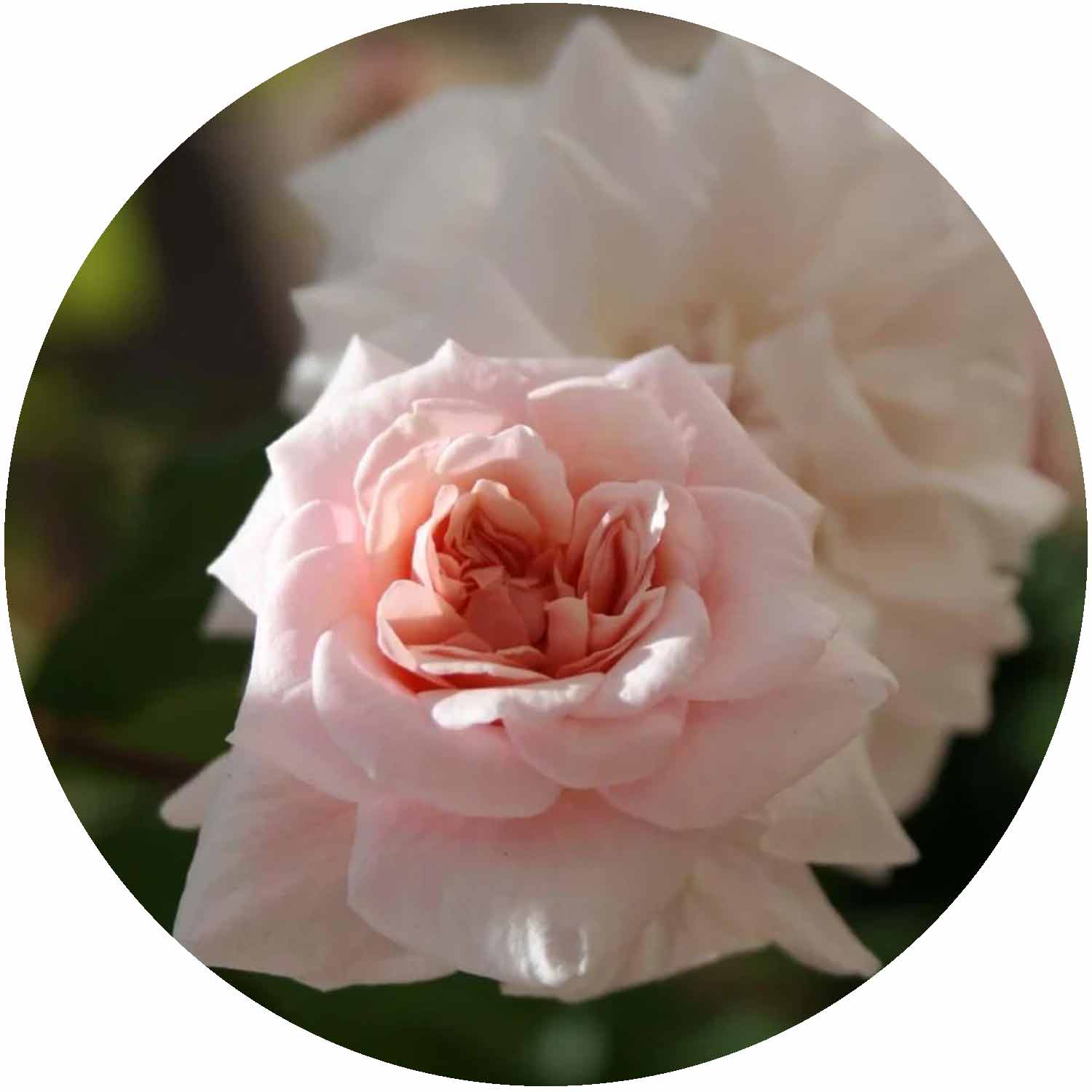 (HS) Cecile Brunner CLB