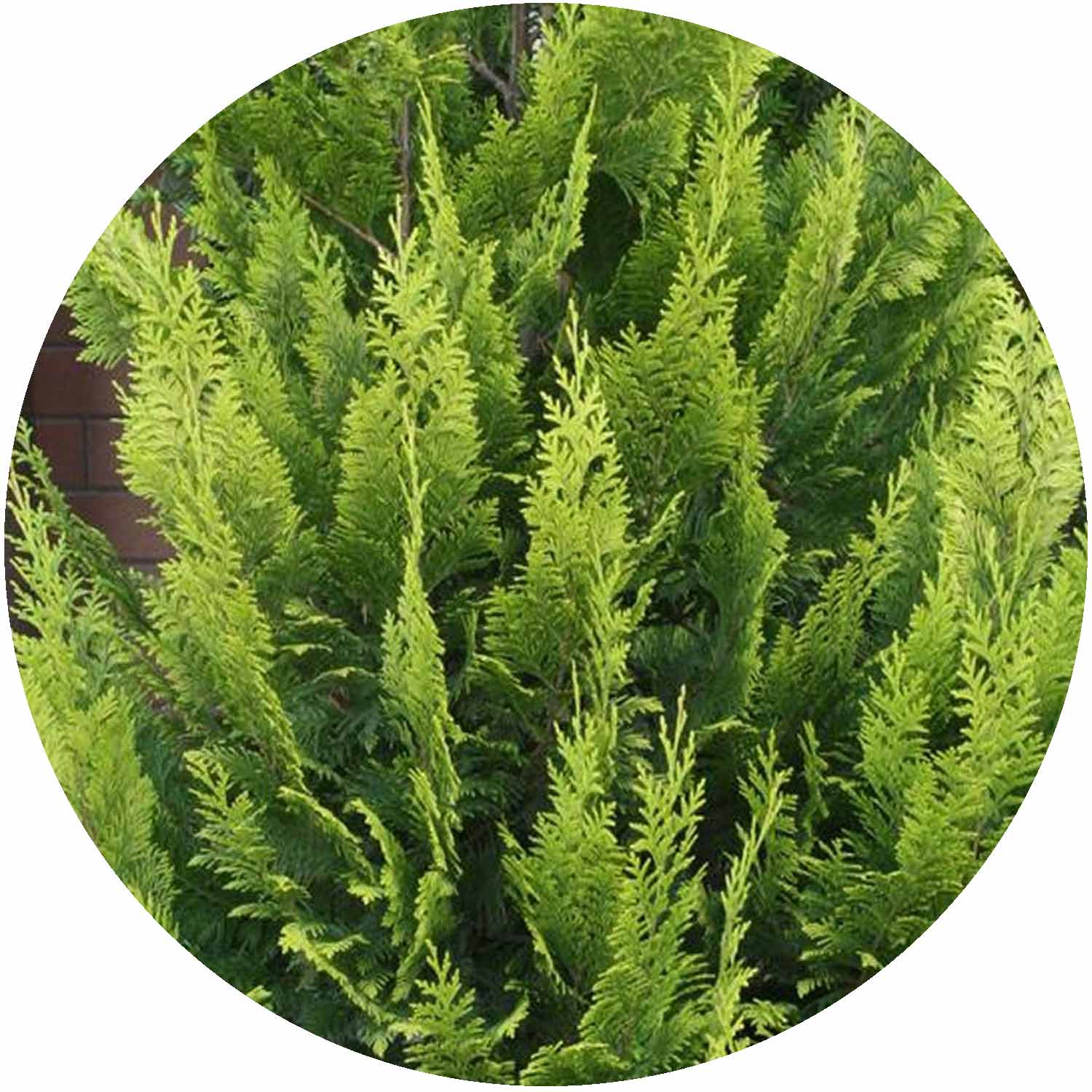 Chamaecyparis Lawsoniana Gold 9cm