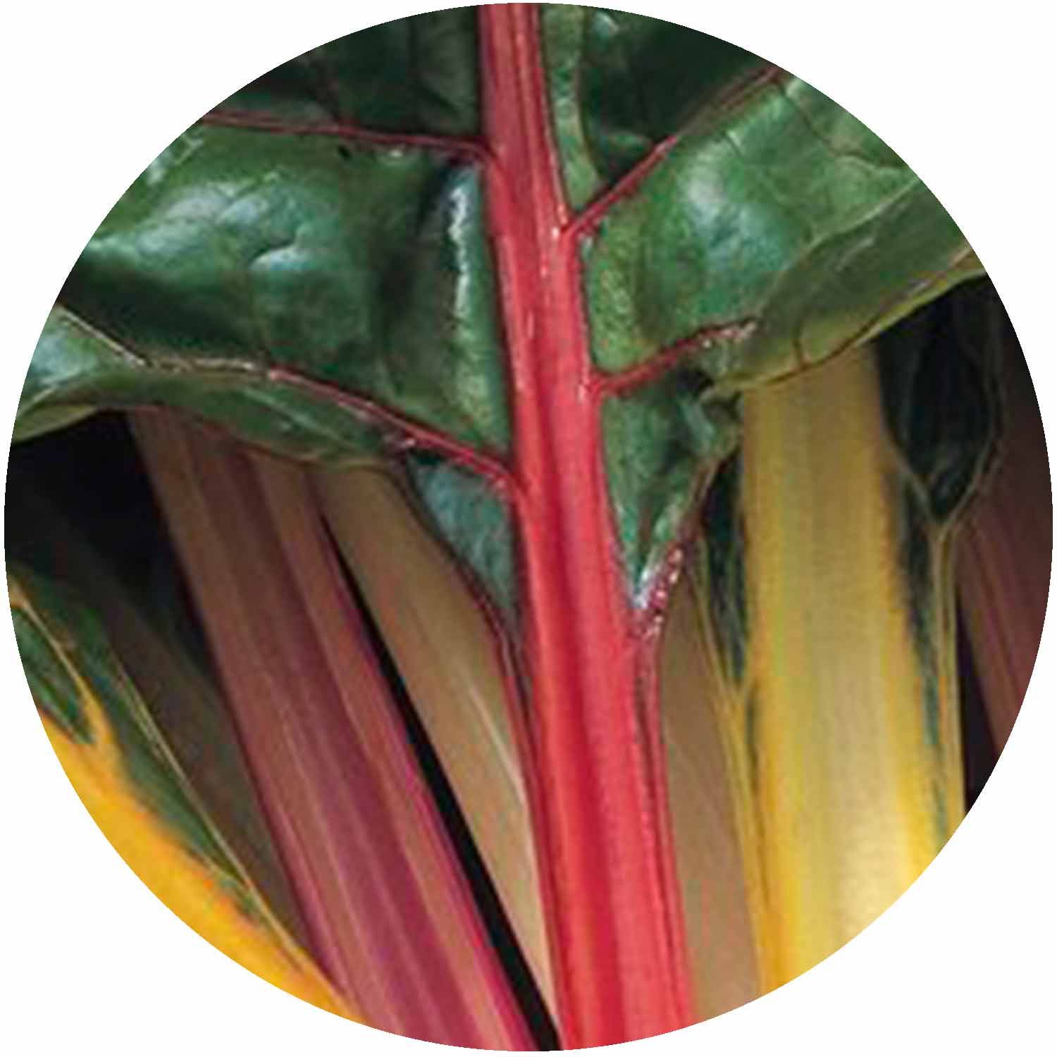 (GK) Chard - Rainbow 6Pk