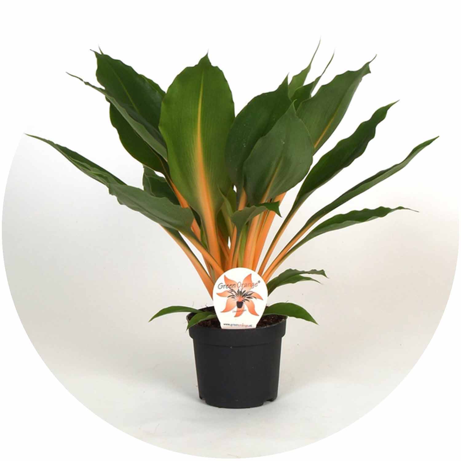 orange chlorophytum (MG) Chlorophytum Orchidastrum Green Orange 12cm