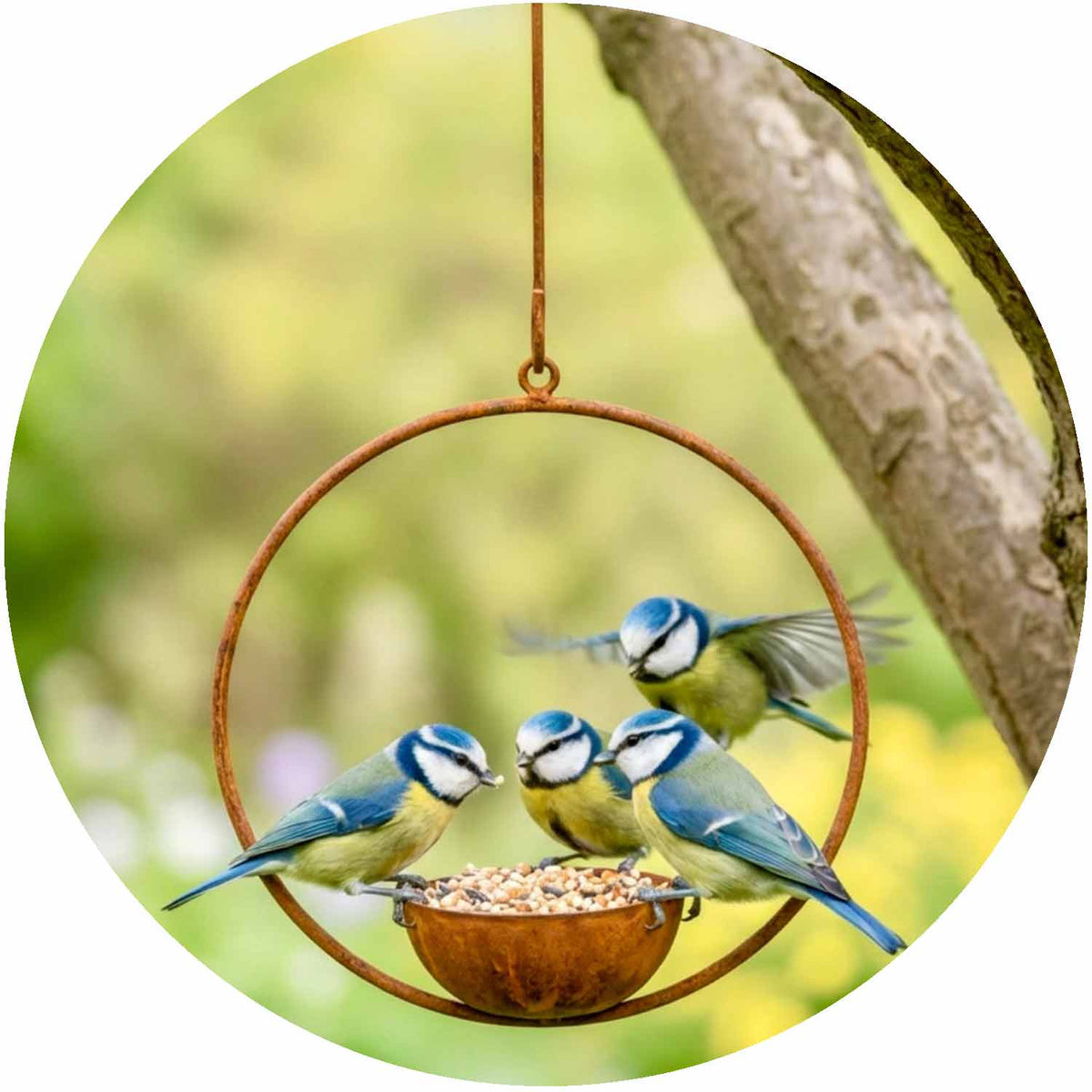 (PF) Circle Bird Feeder with Hook