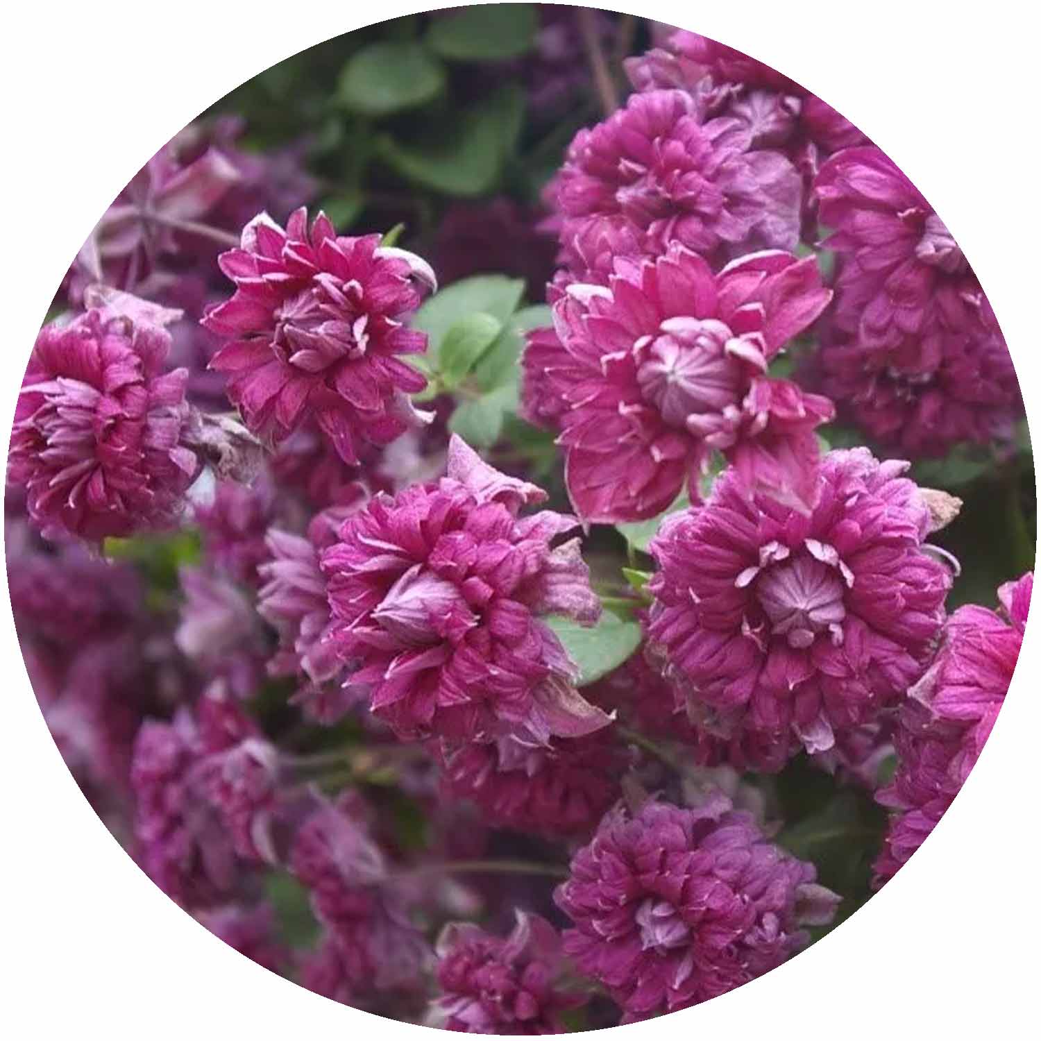 (NL) Clematis Viticella Purpurea Plena Elegans 3L