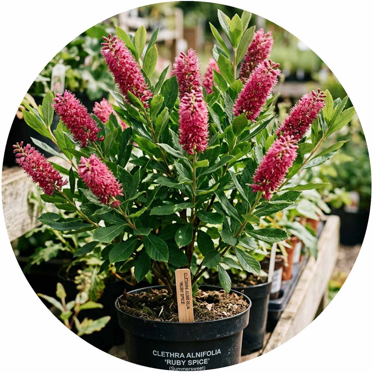 (M) Clethra Ruby Spice 2-3L