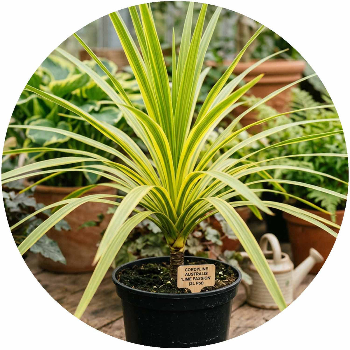 (D) Cordyline Australis Lime Passion 2L