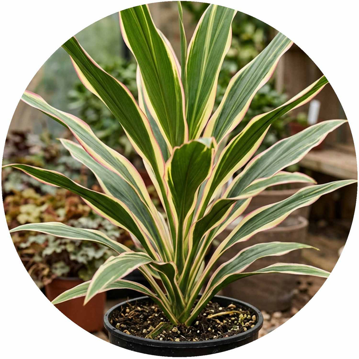 (M) Cordyline Torbay Dazzler 2-3L