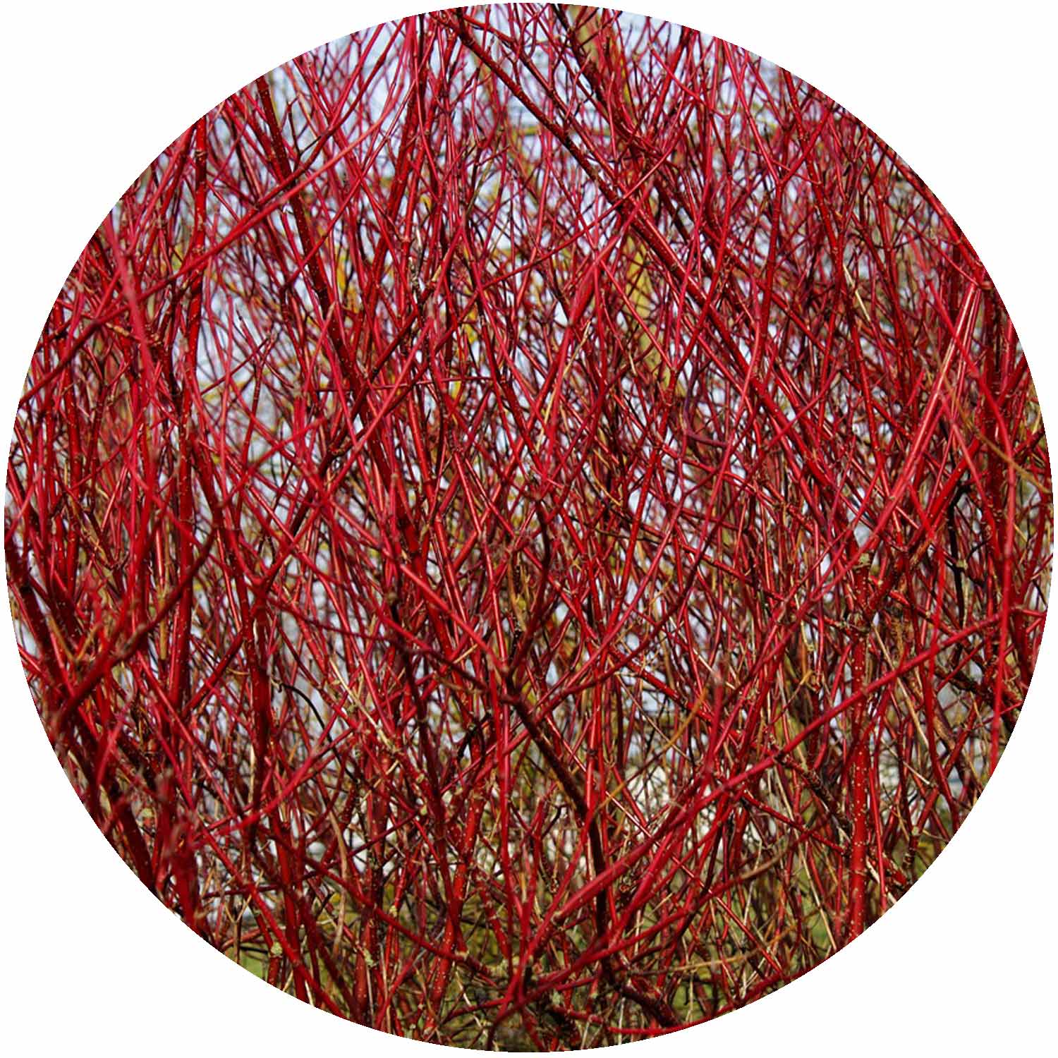 (MG) Cornus Alba 'Sibirica' 3ltr