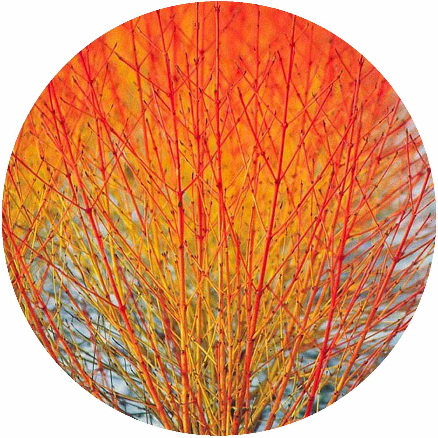 (M) Cornus Sanguinea Midwinter Fire 2-3L