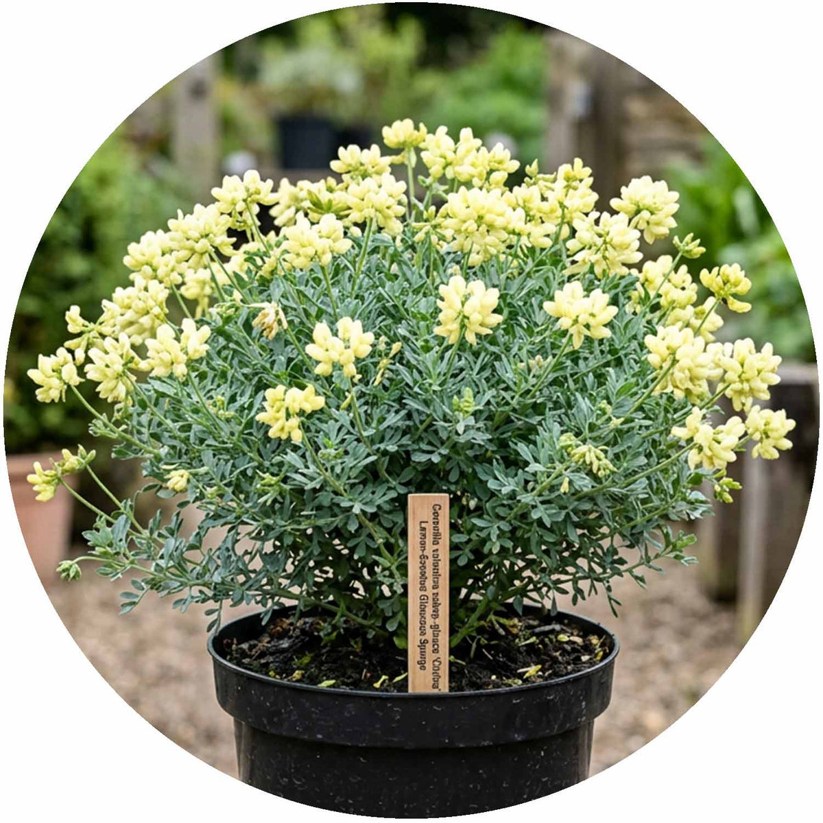 (D) Coronilla Val. Glauca Citrina 3L