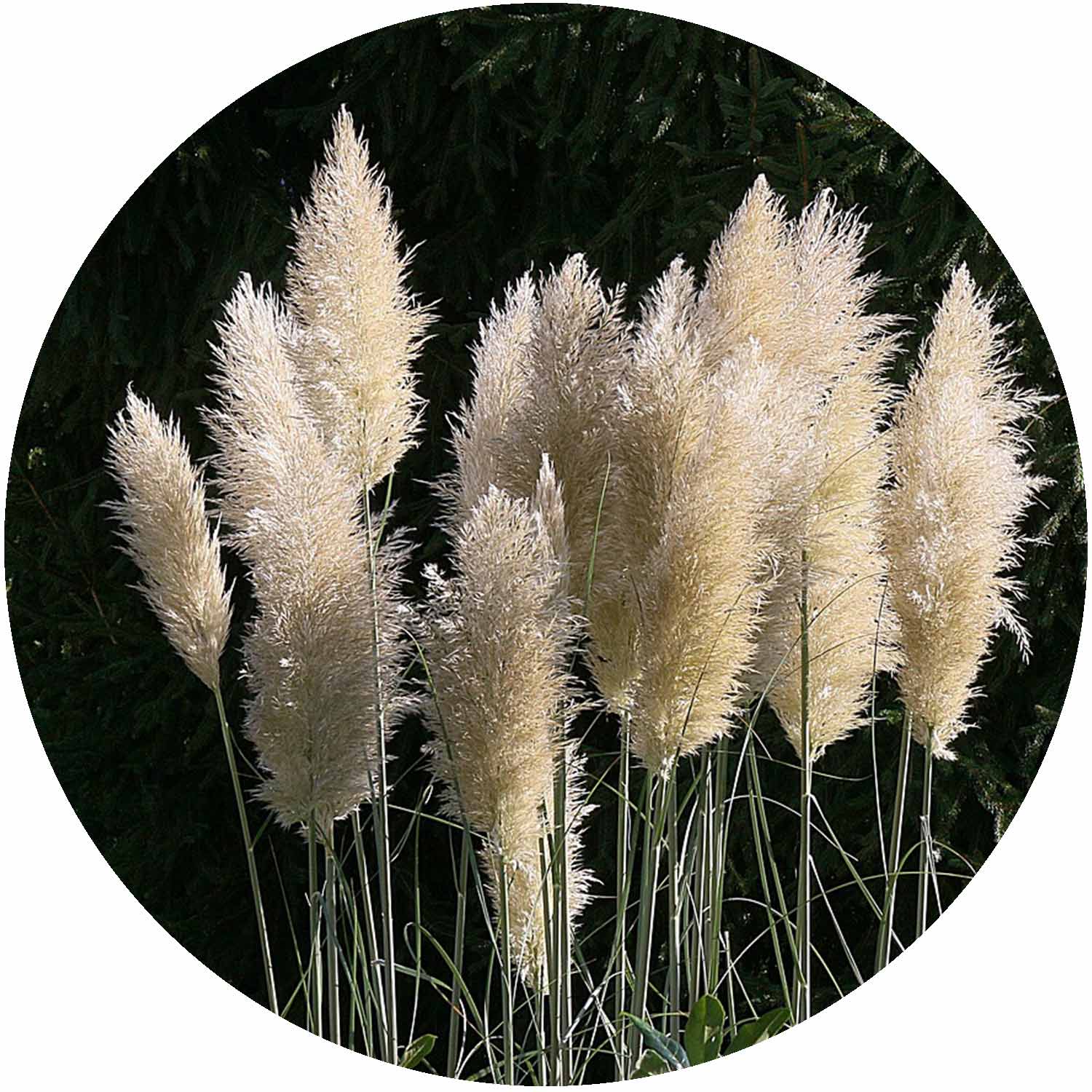 (M) Cortaderia Pumila 2-3L