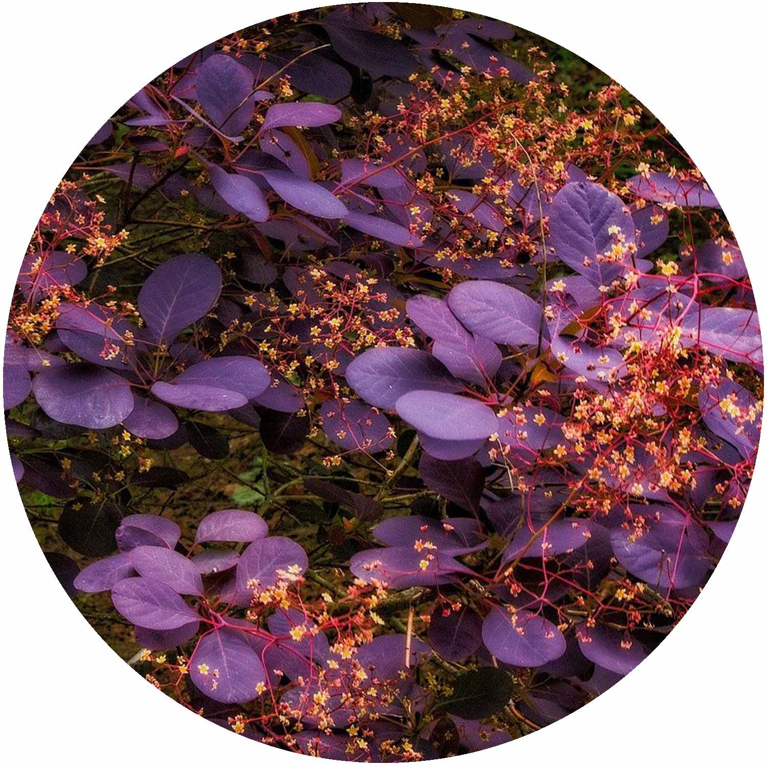 (M) Cotinus Royal Purple 2-3L