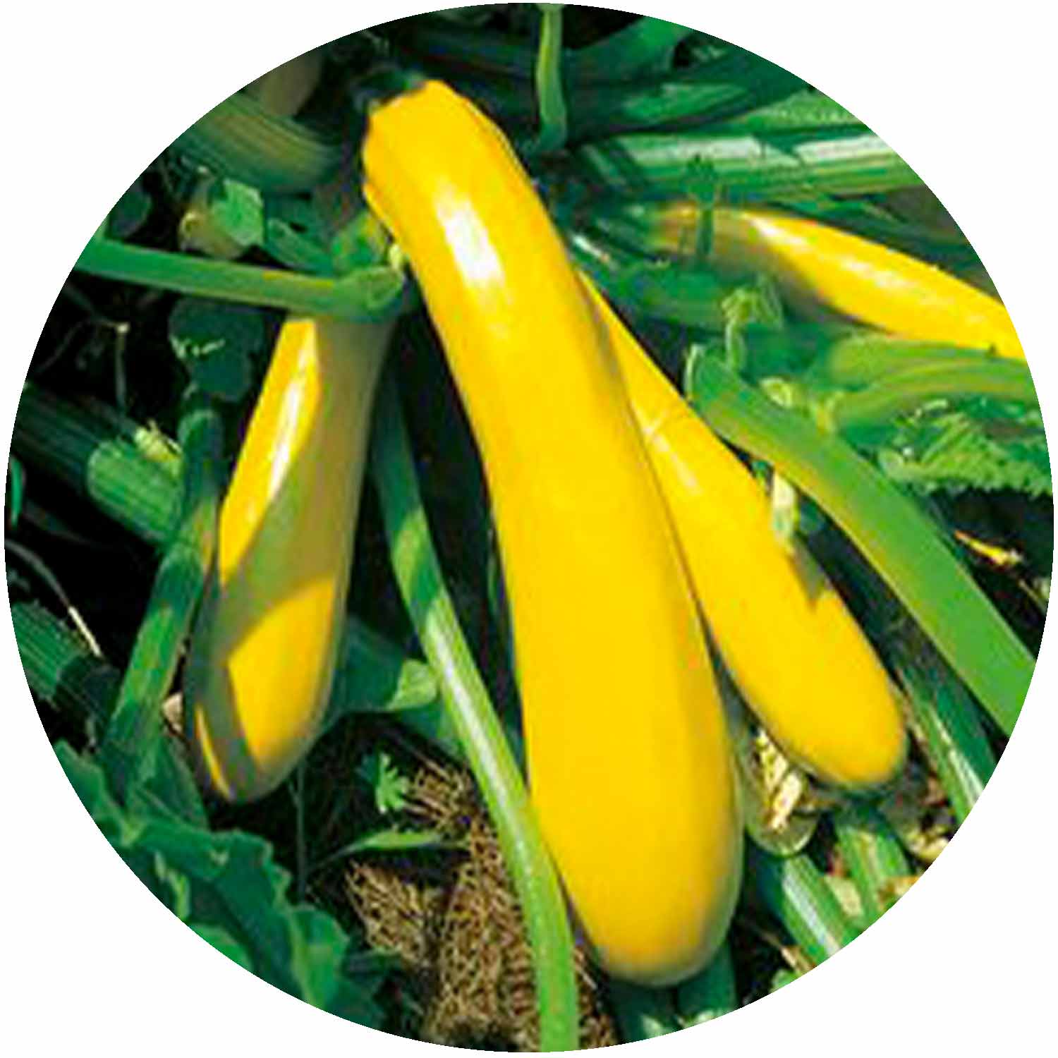 (GK) Courgette 9cm