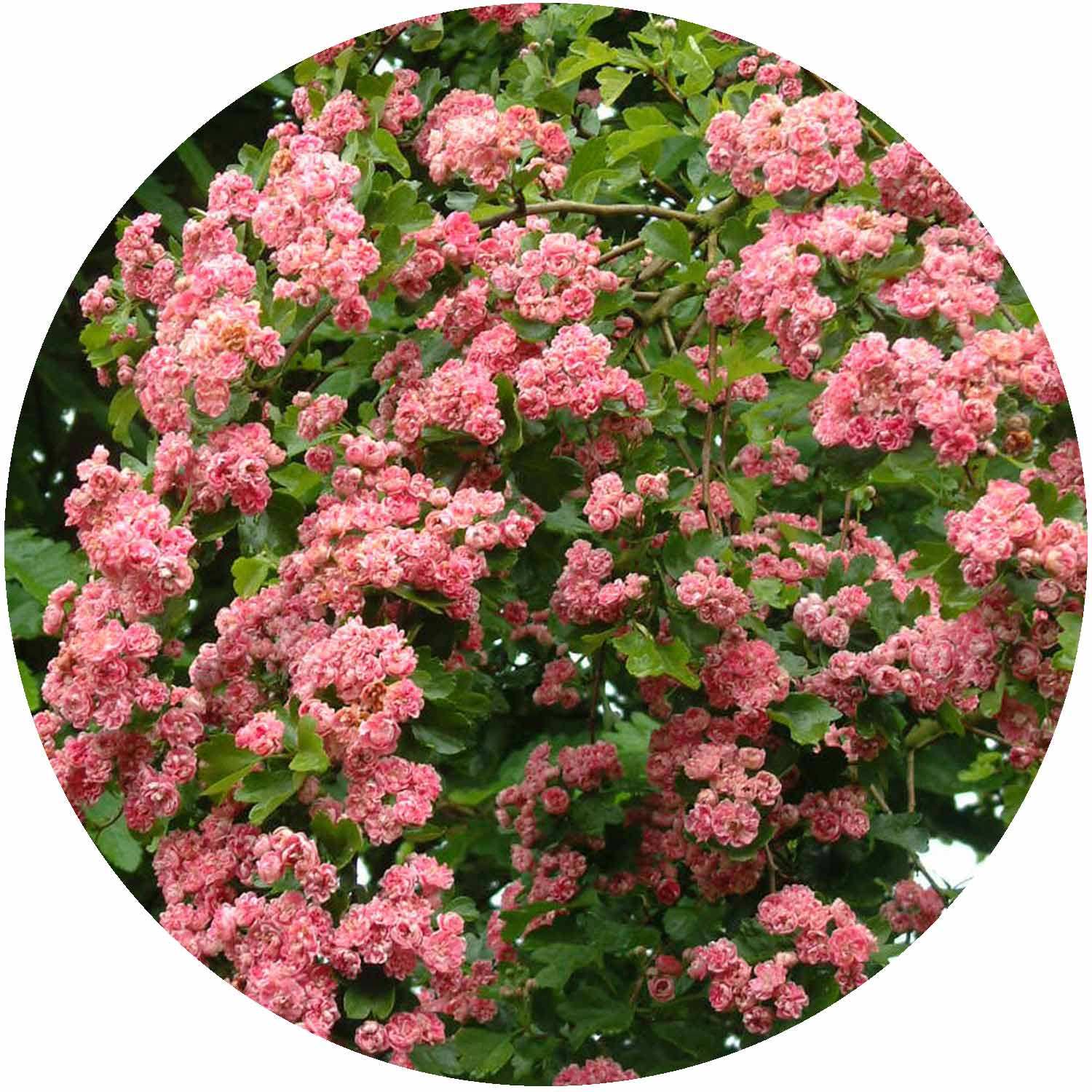 (R) Crataegus Rosea Plena 10L