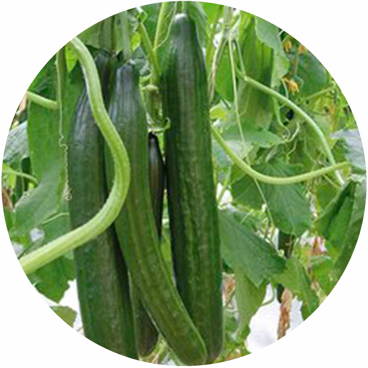 (GK) Cucumber - F1 Burpless Tasty Green 9cm