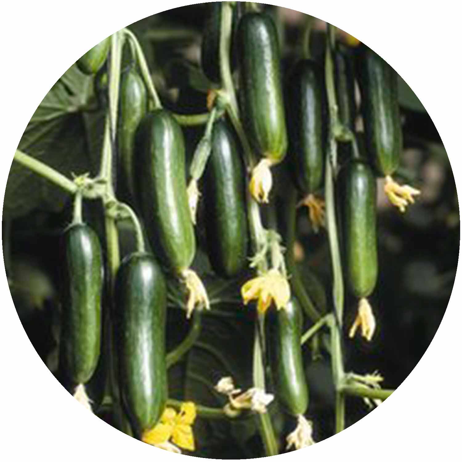 (GK) Cucumber - F1 Mini Munch 9cm
