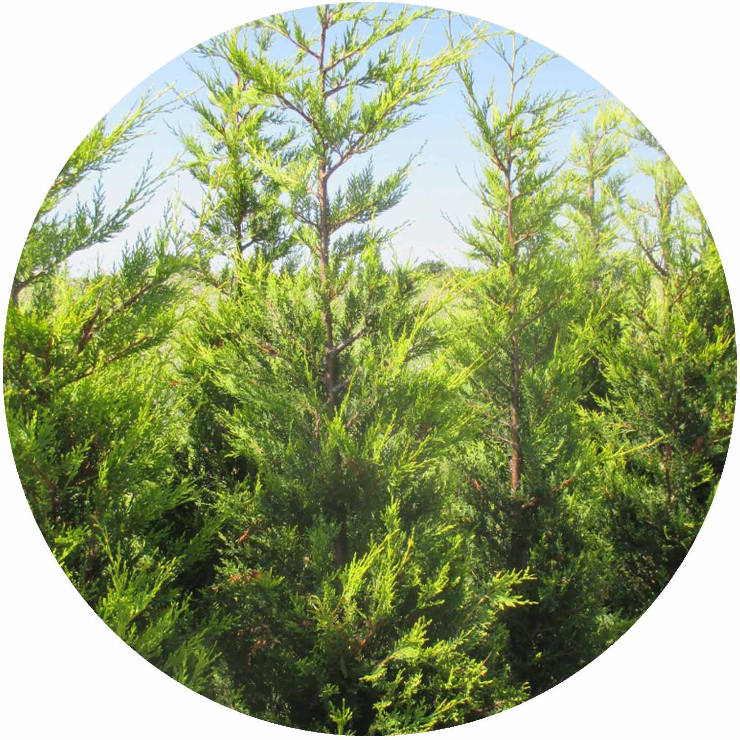 (GG) Cupressocyparis Leylandii 5L