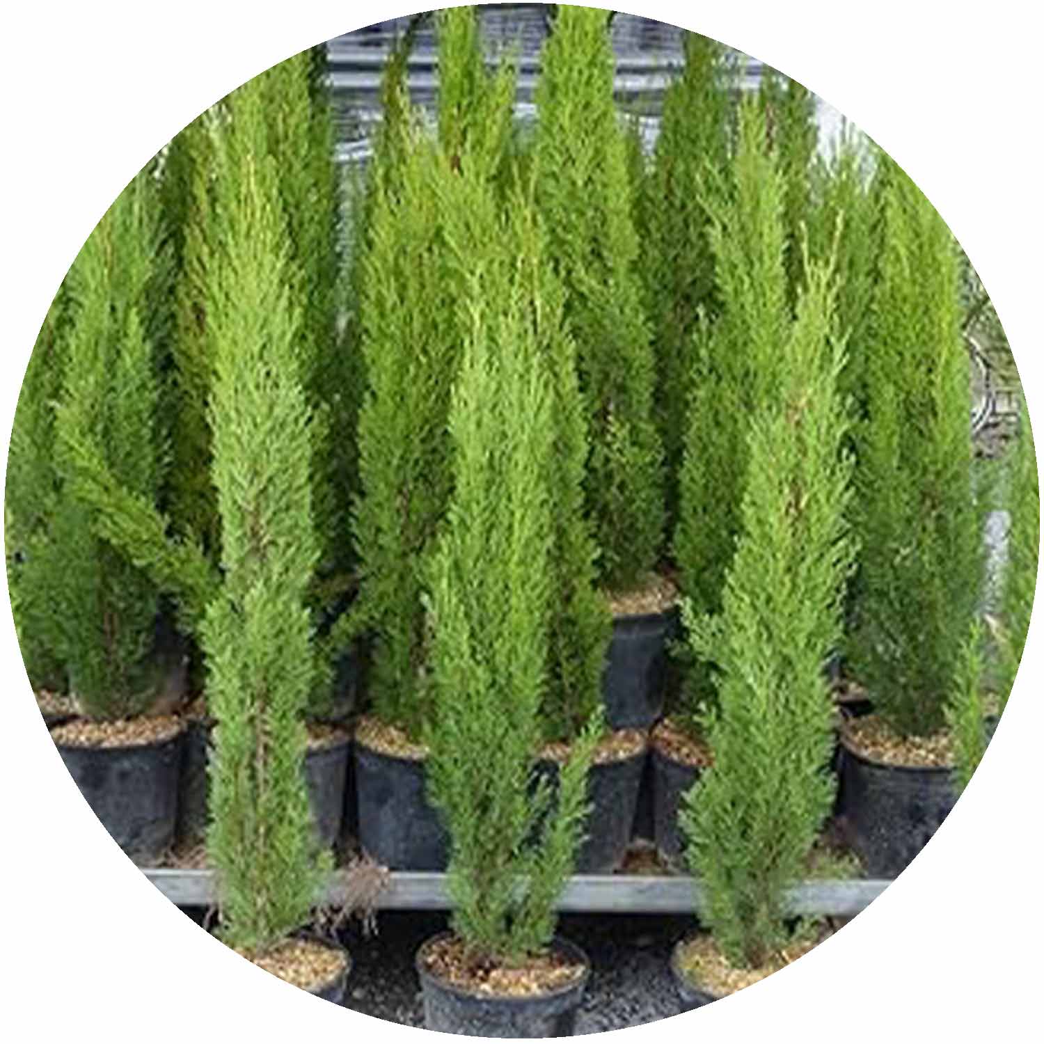 Cupressus Semp Totem 100/120 9L