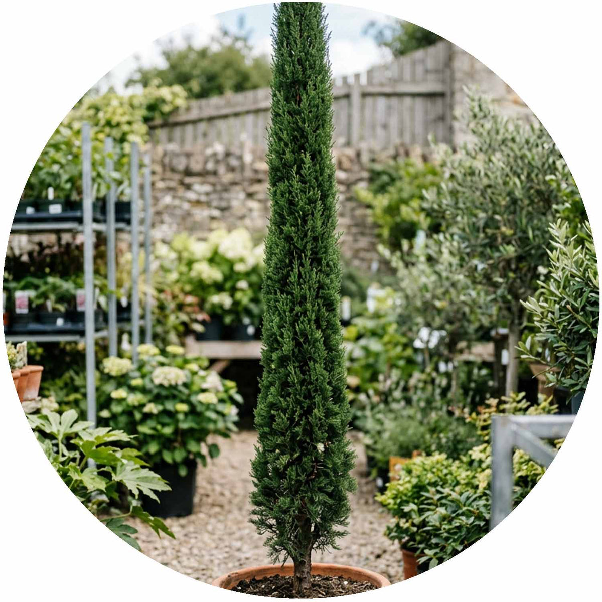 (E) Cupressus Sempervirens Totem