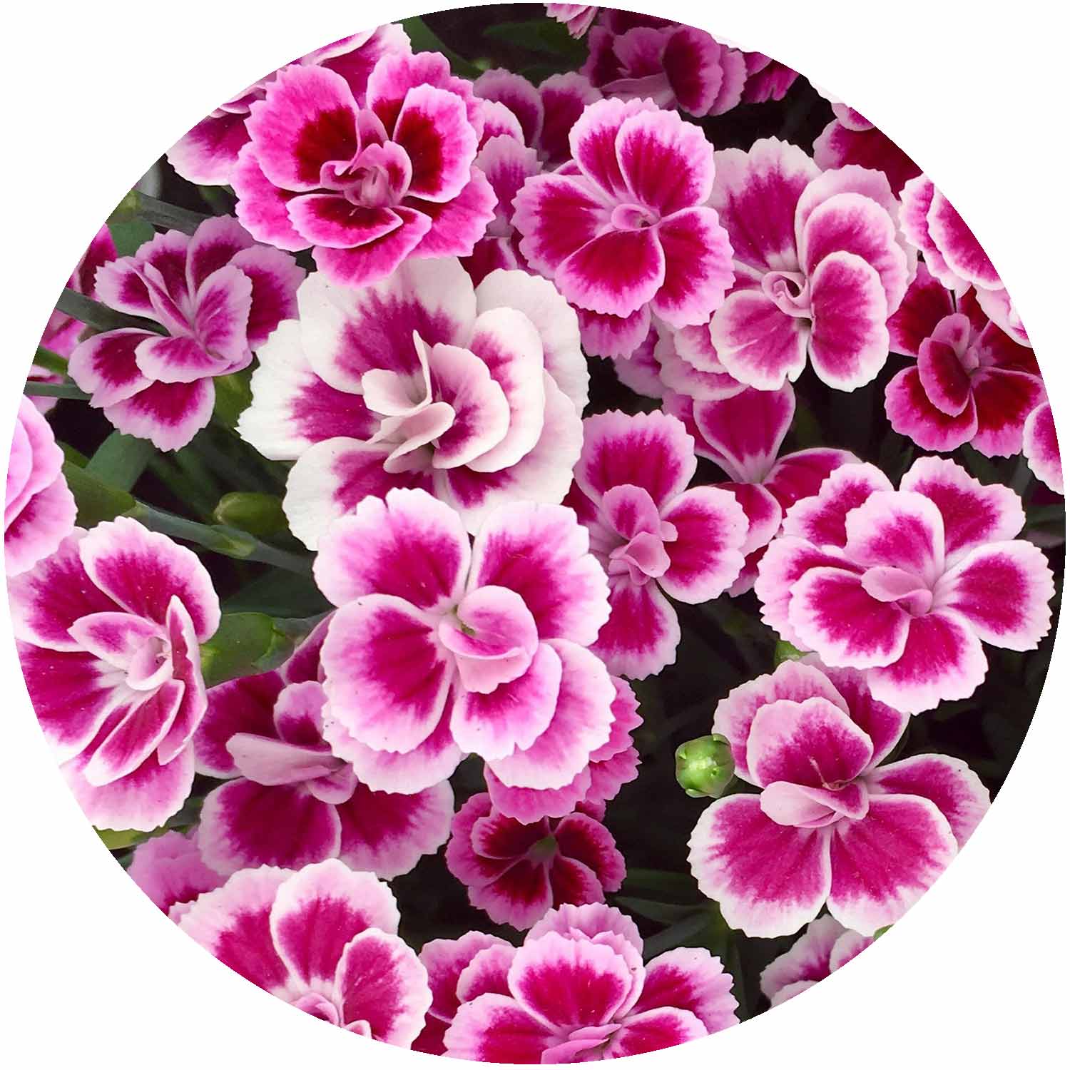(E) Dianthus Pink Kisses 12cm