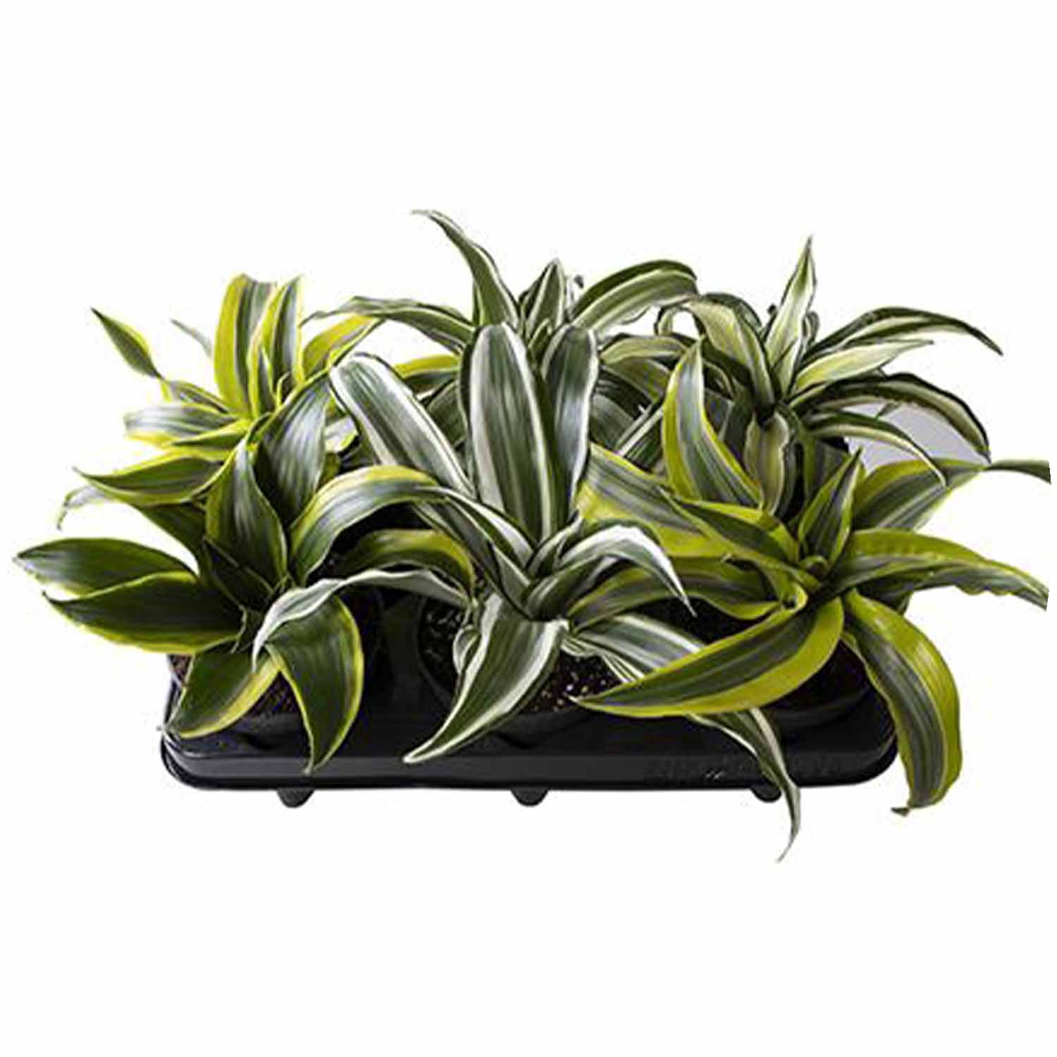 (MG) Dracaena Draco Dragontree 12cm