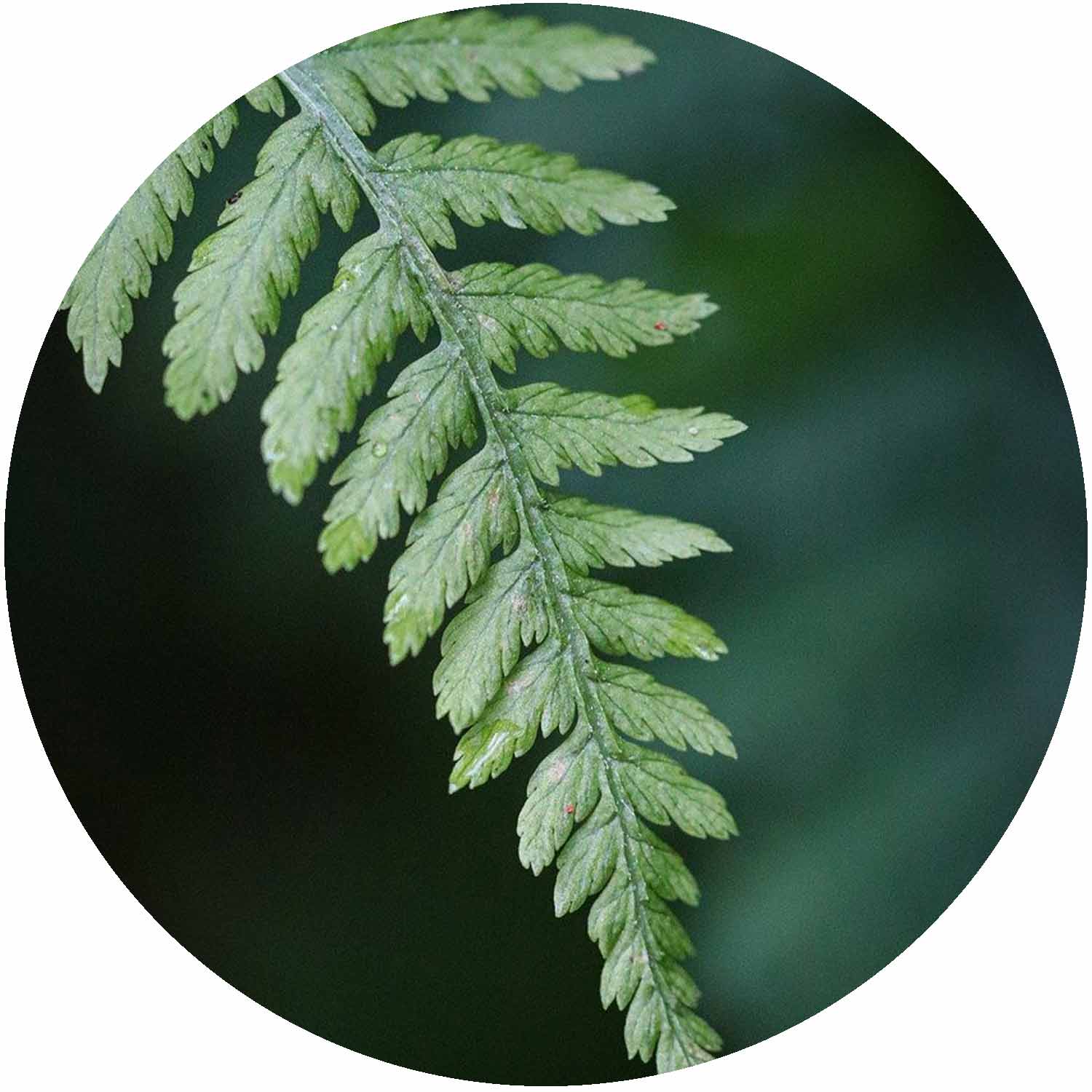 Dryopteris Affinis Cristata The King 1.5ltr