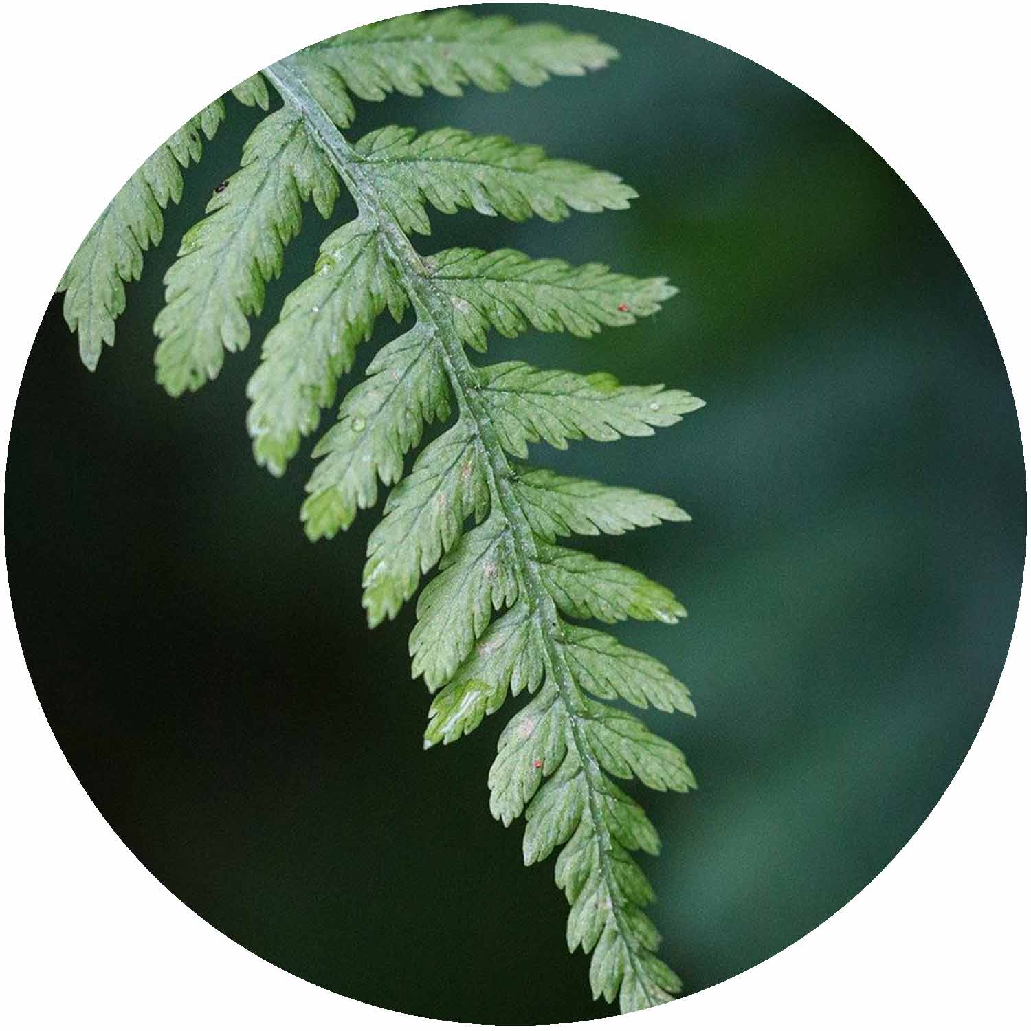 (E) Dryopteris Affinis Cristata The King 1.5L