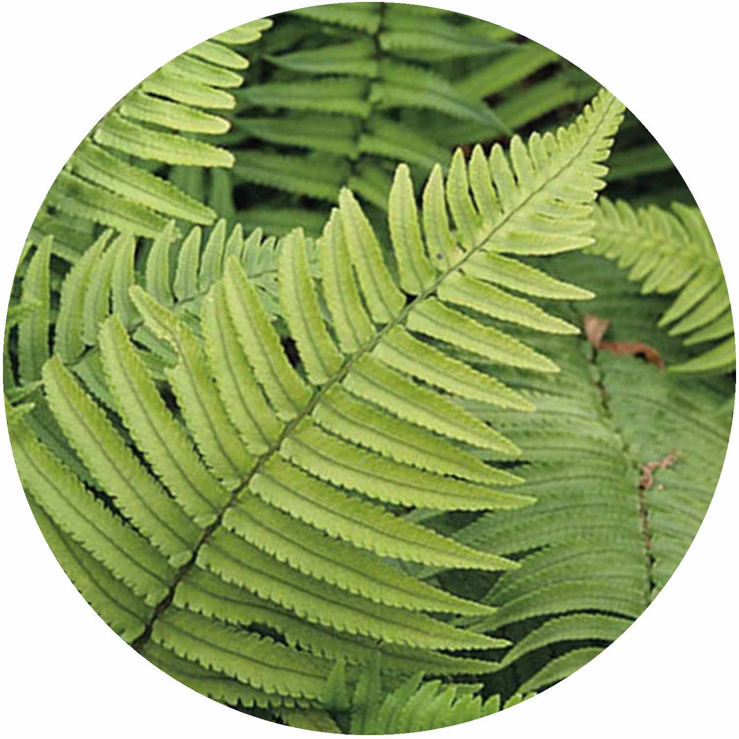 Dryopteris Atrata 1.5ltr