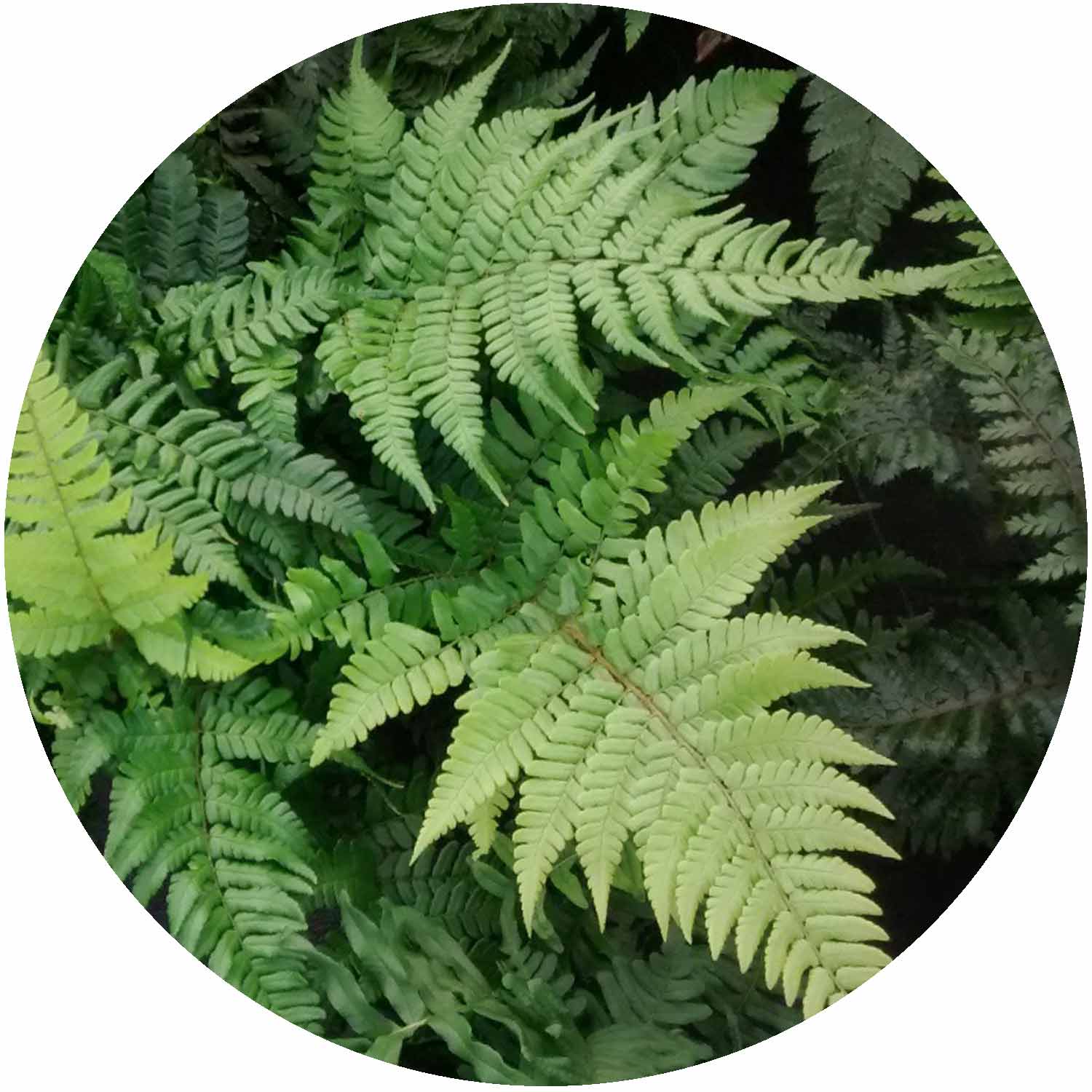 Dryopteris Championii 1.5ltr