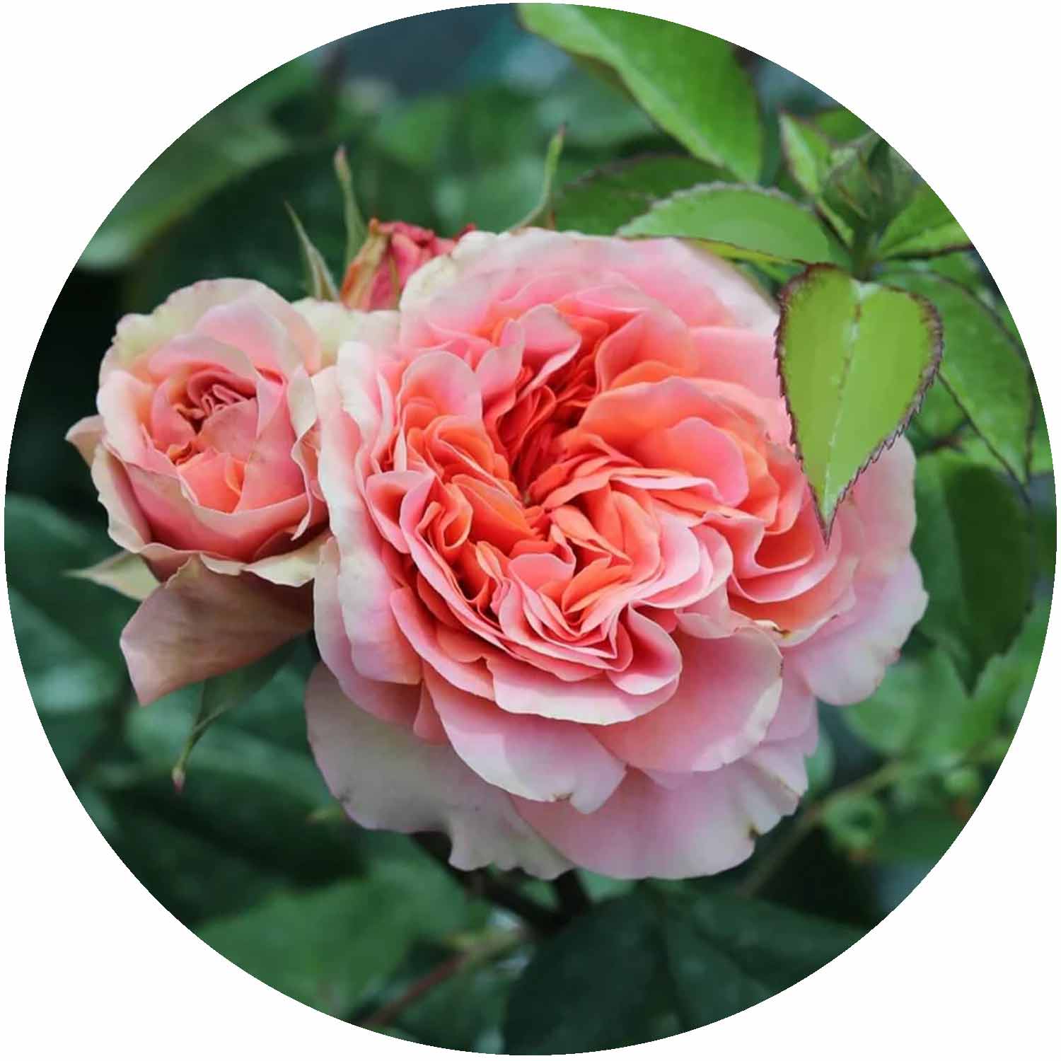 (HS) Duchess Of Cornwall
