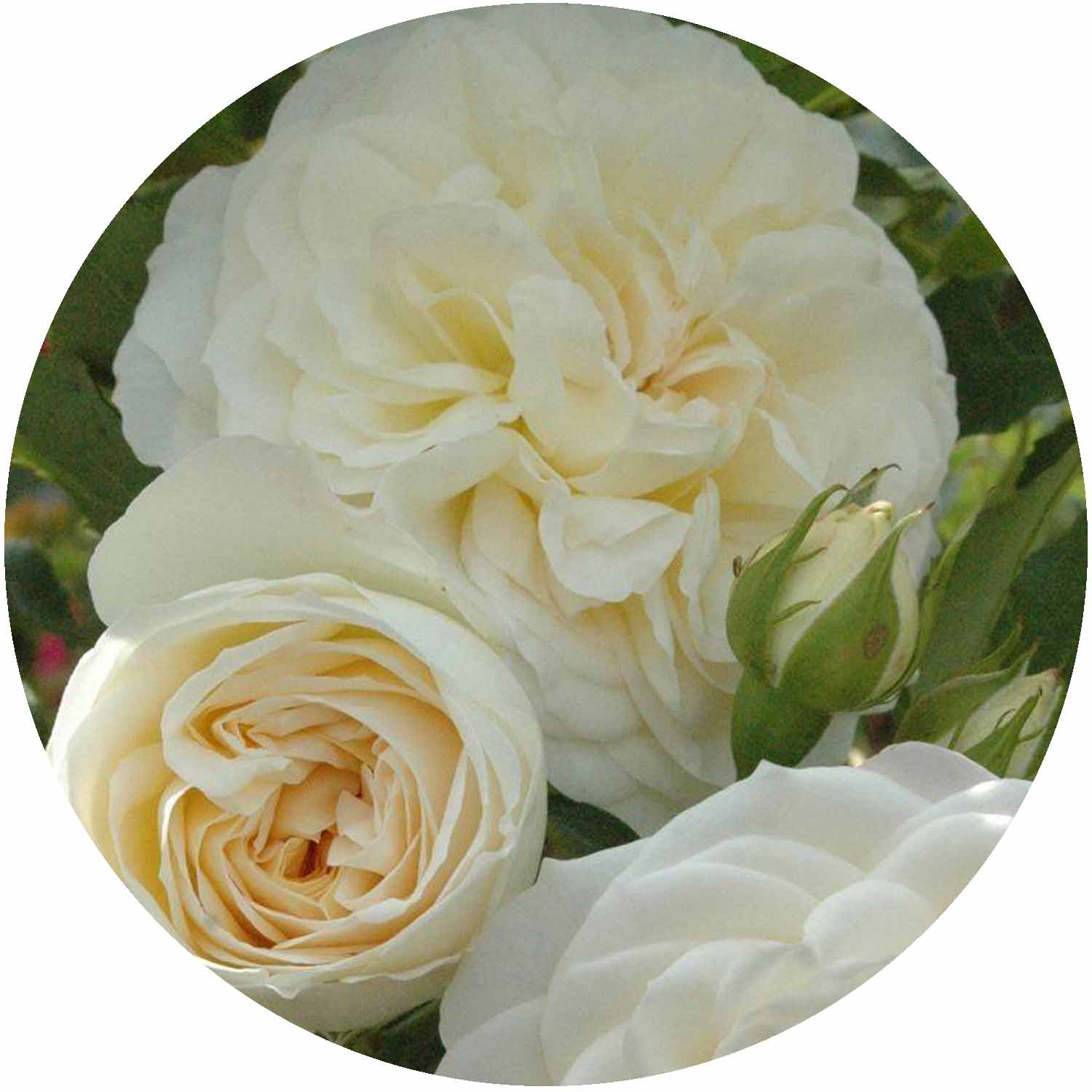 (HS) Eirene