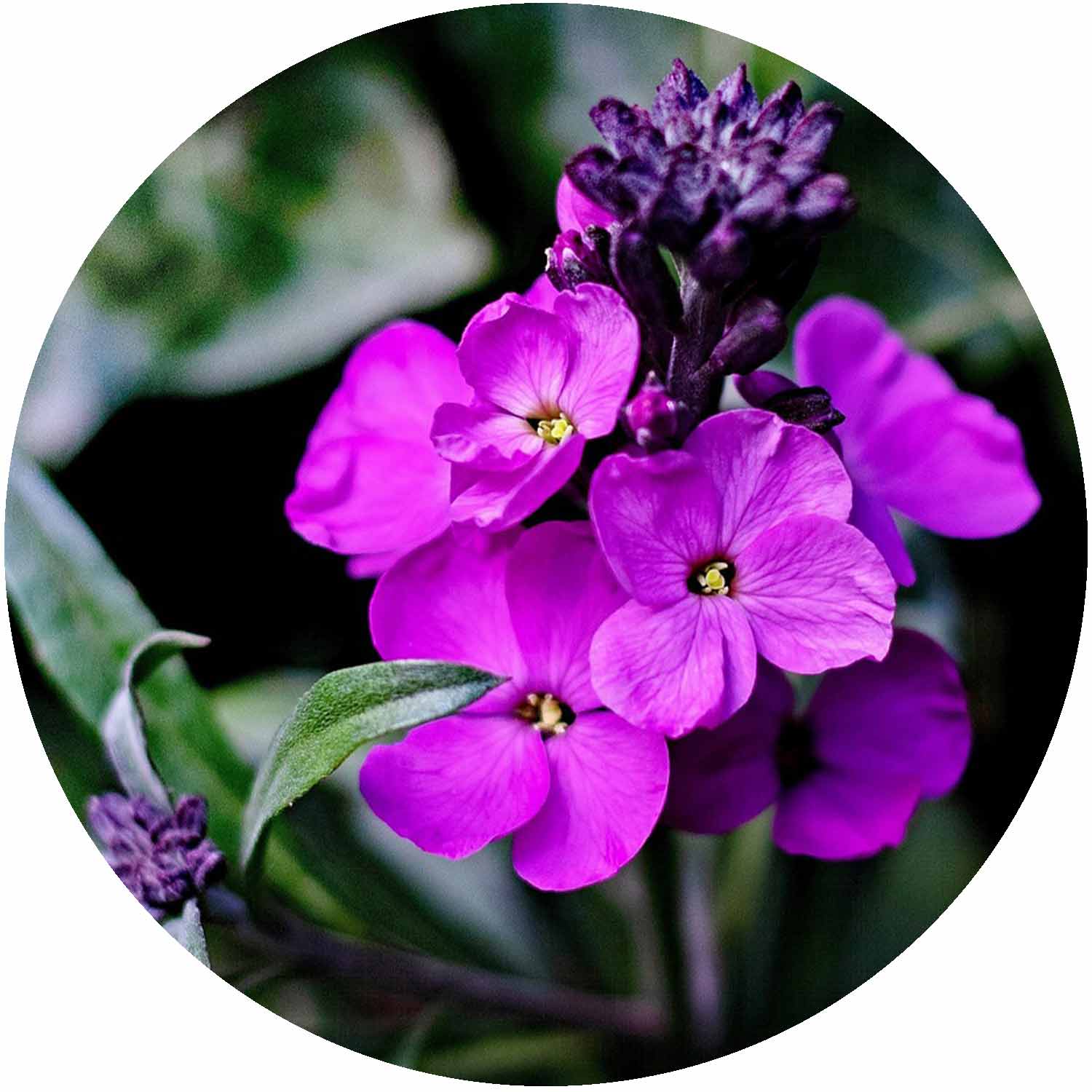 (E) Erysimum Bowles Mauve 1L