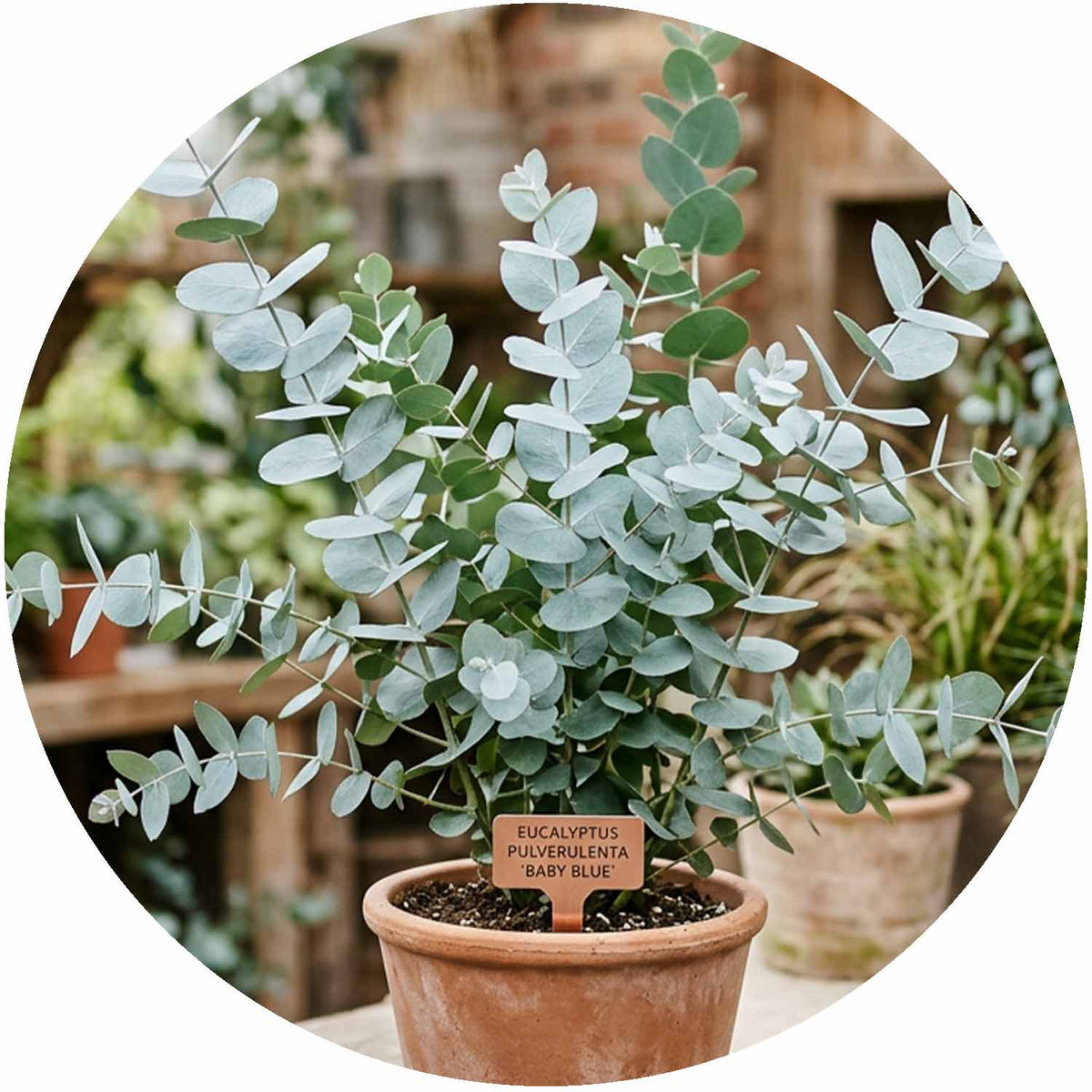 (E) Eucalyptus Pulverulenta Baby Blue