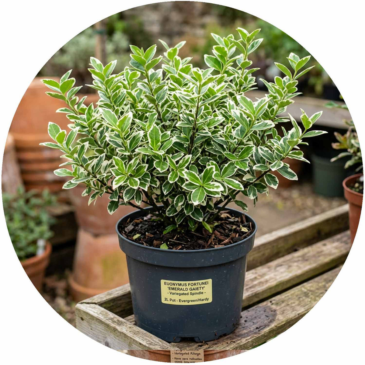 (E) Euonymus Fortunei Emerald Gaiety 2L