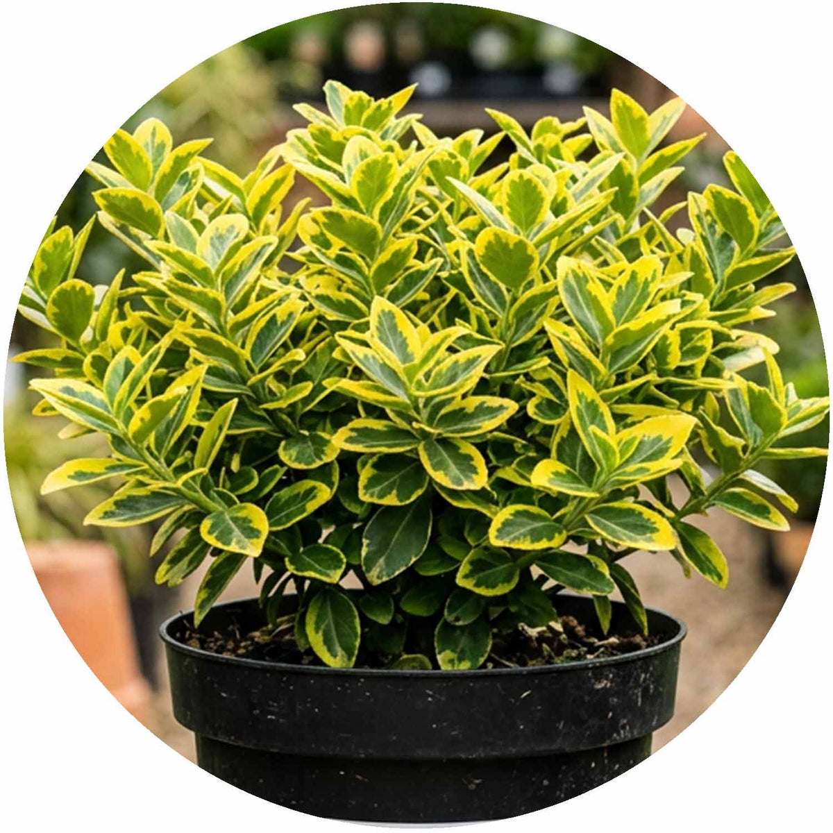 (E) Euonymus Fortunei Emerald 'n' Gold 2L
