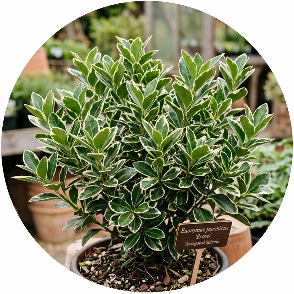 (E) Euonymus Japonicus Bravo 8L