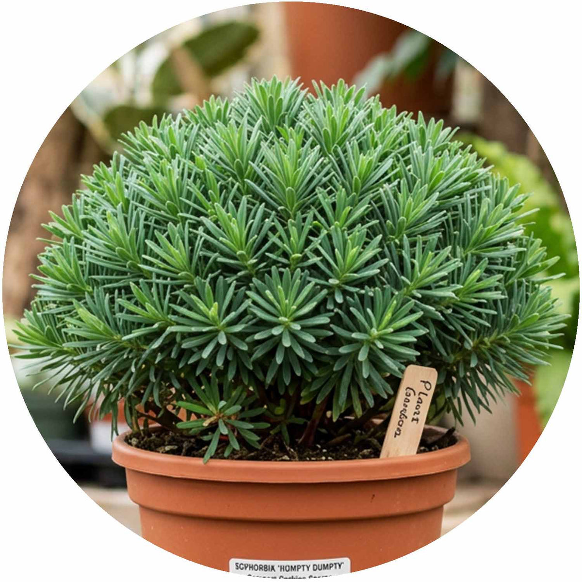 (M) Euphorbia Humpty Dumpty 2-3L