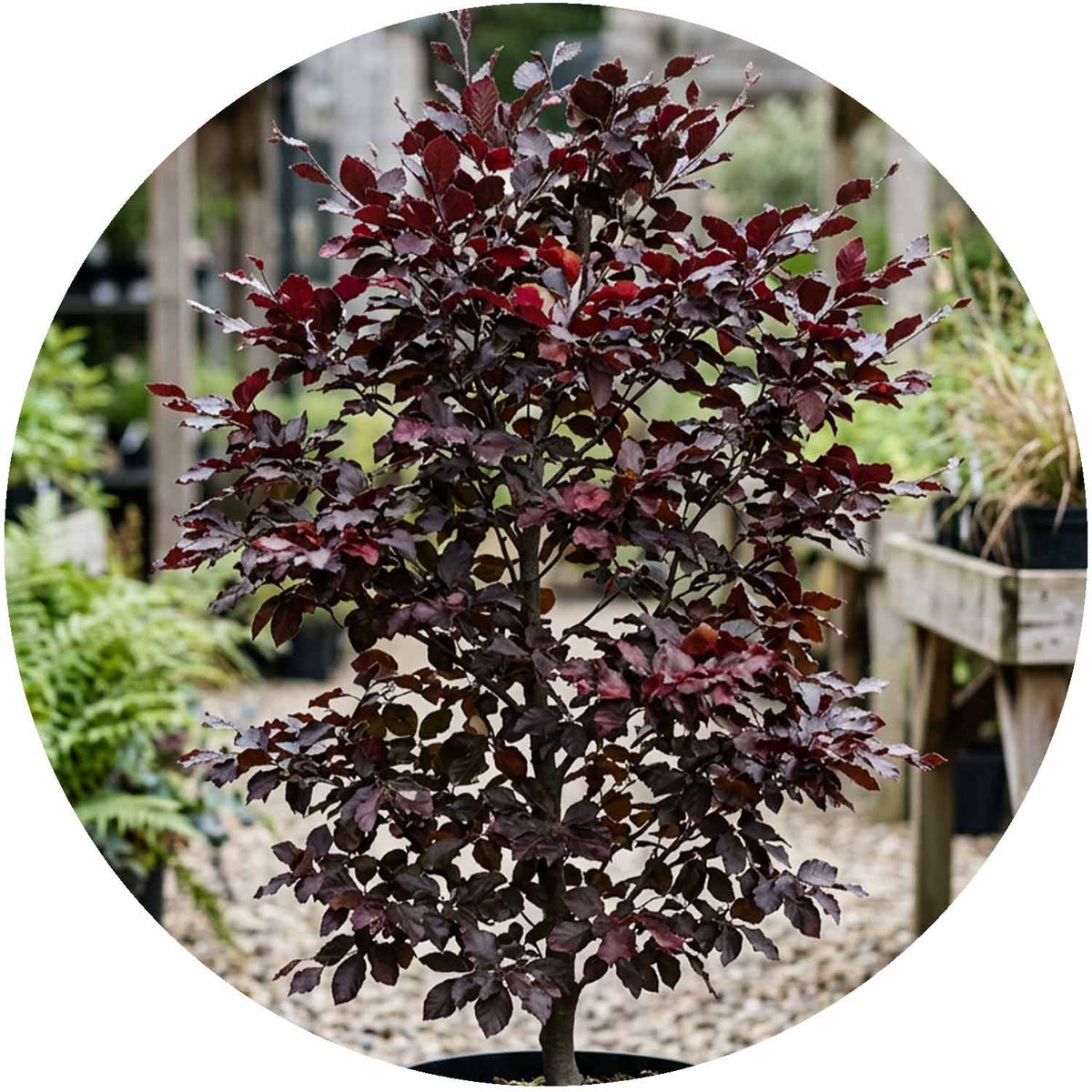 (R) Fagus Sylvatica Purpurea 10L