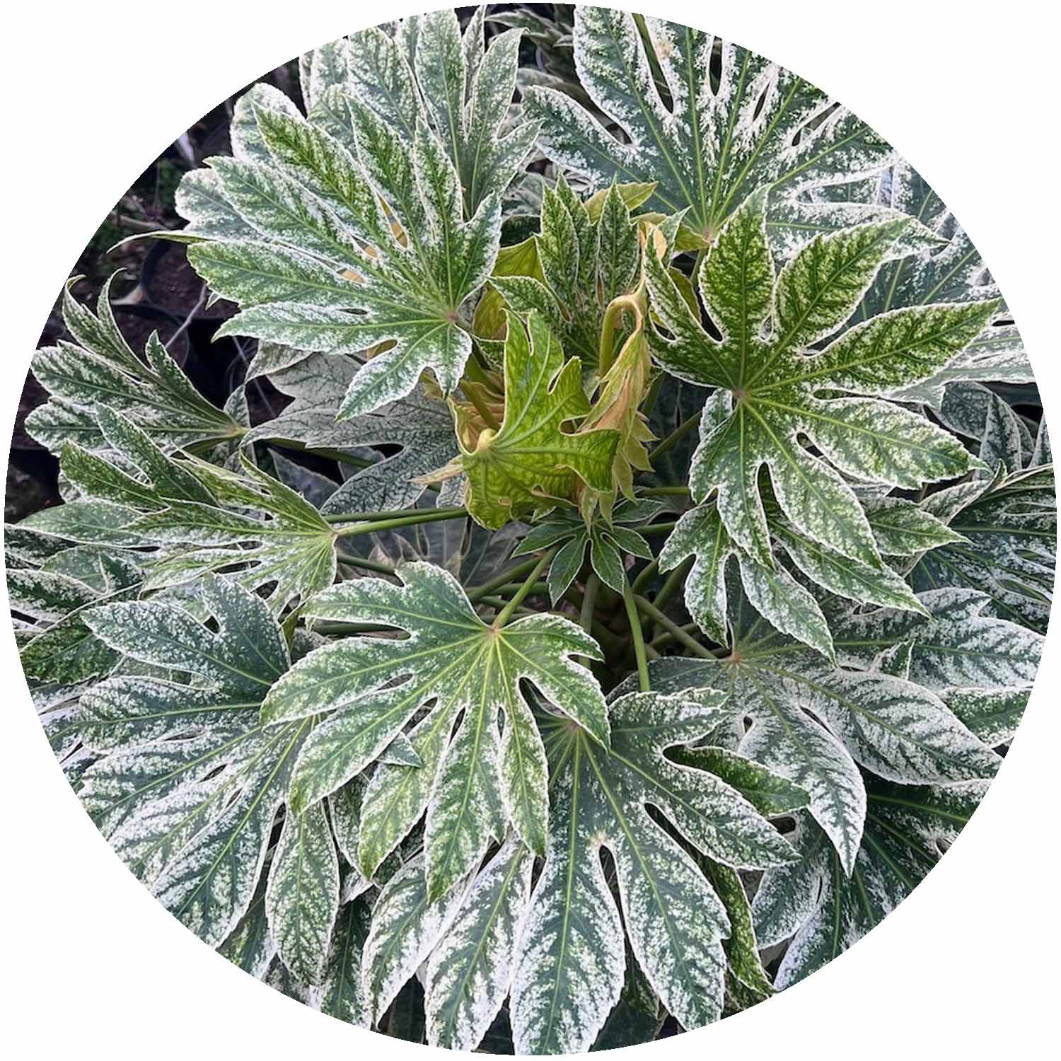 Fatsia Japonica Spiderweb 7.5ltr