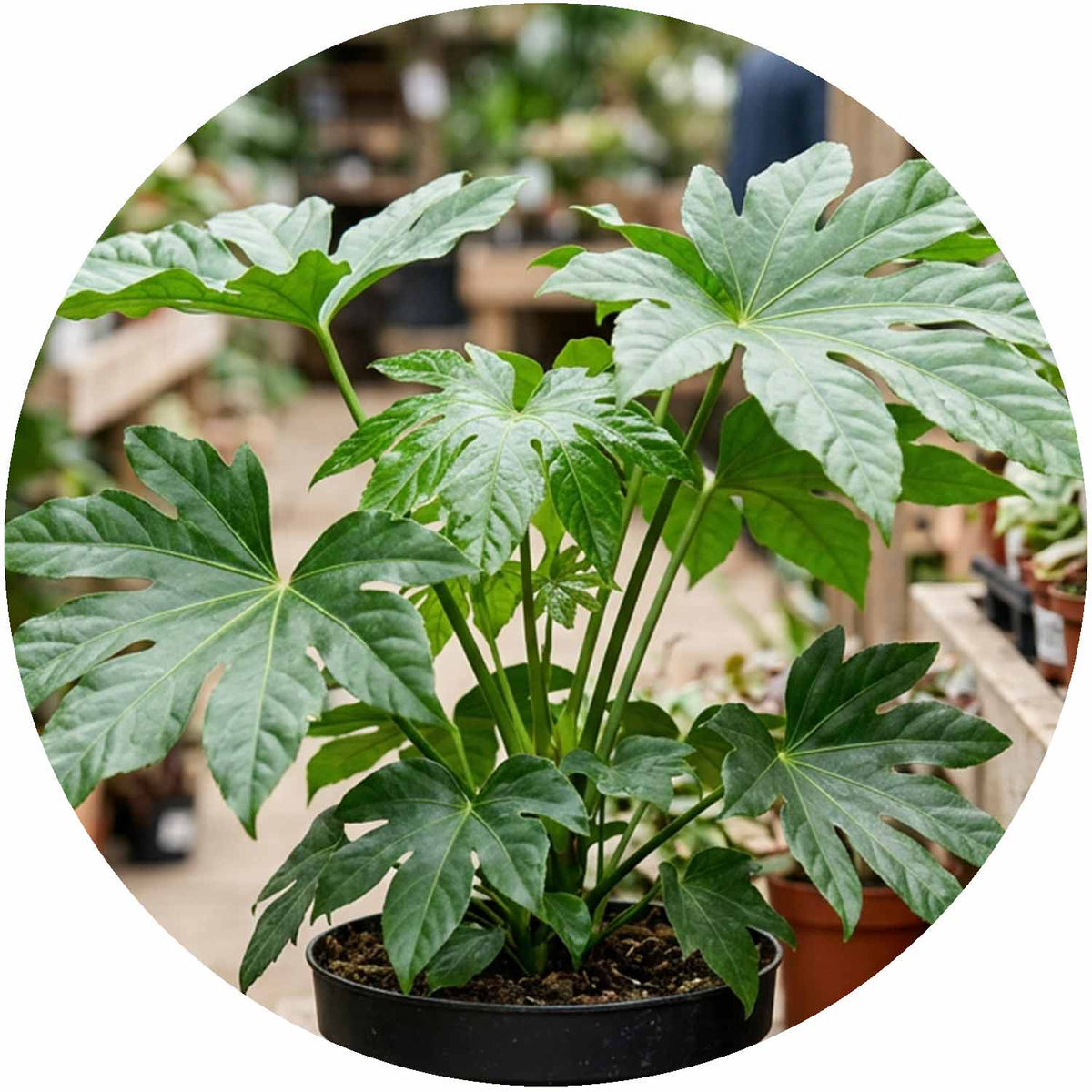 (NWP) Fatsia Japonica 5L
