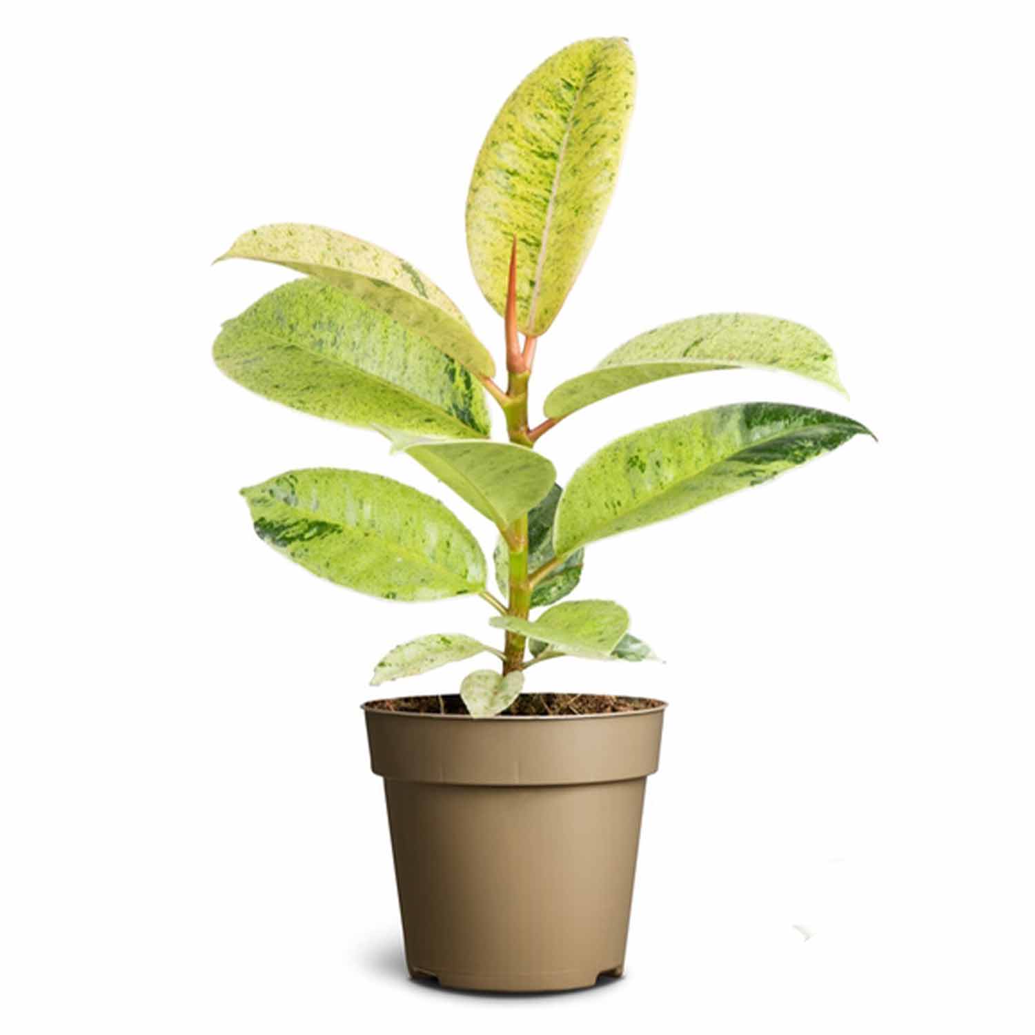 (MG) Ficus Elastica 'Schrijveriana' 12cm