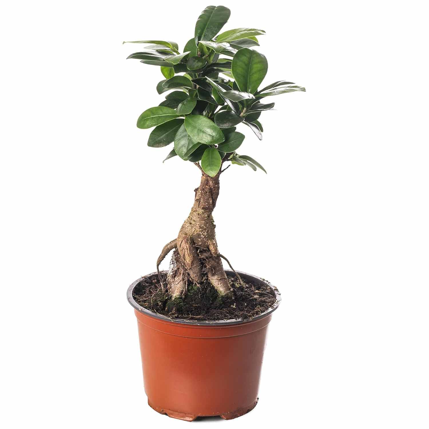 (MG) Ficus Ginseng 9cm