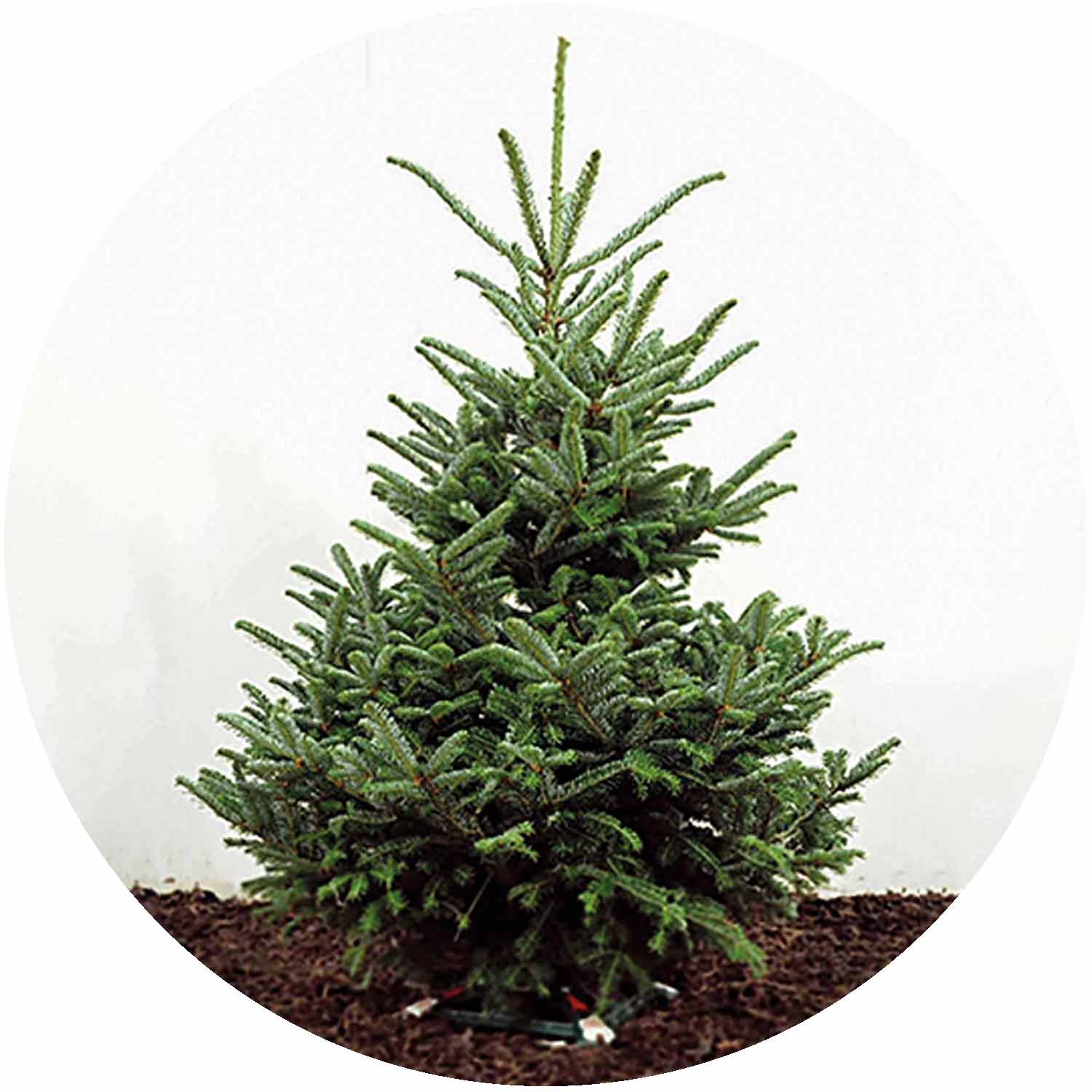(E) Fraser Fir Trim-cut 150/175 5-6ft Orange