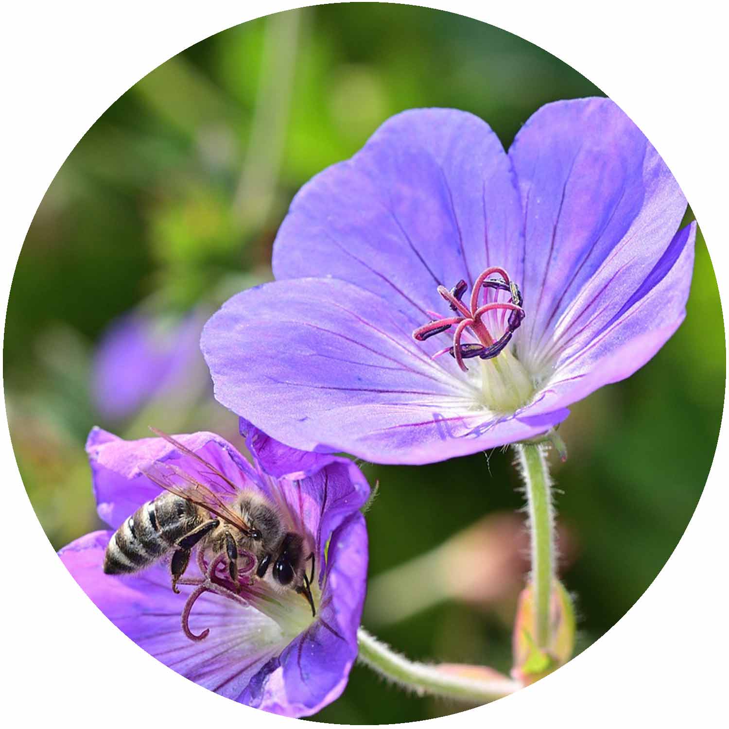 (E) Geranium Rozanne 2L