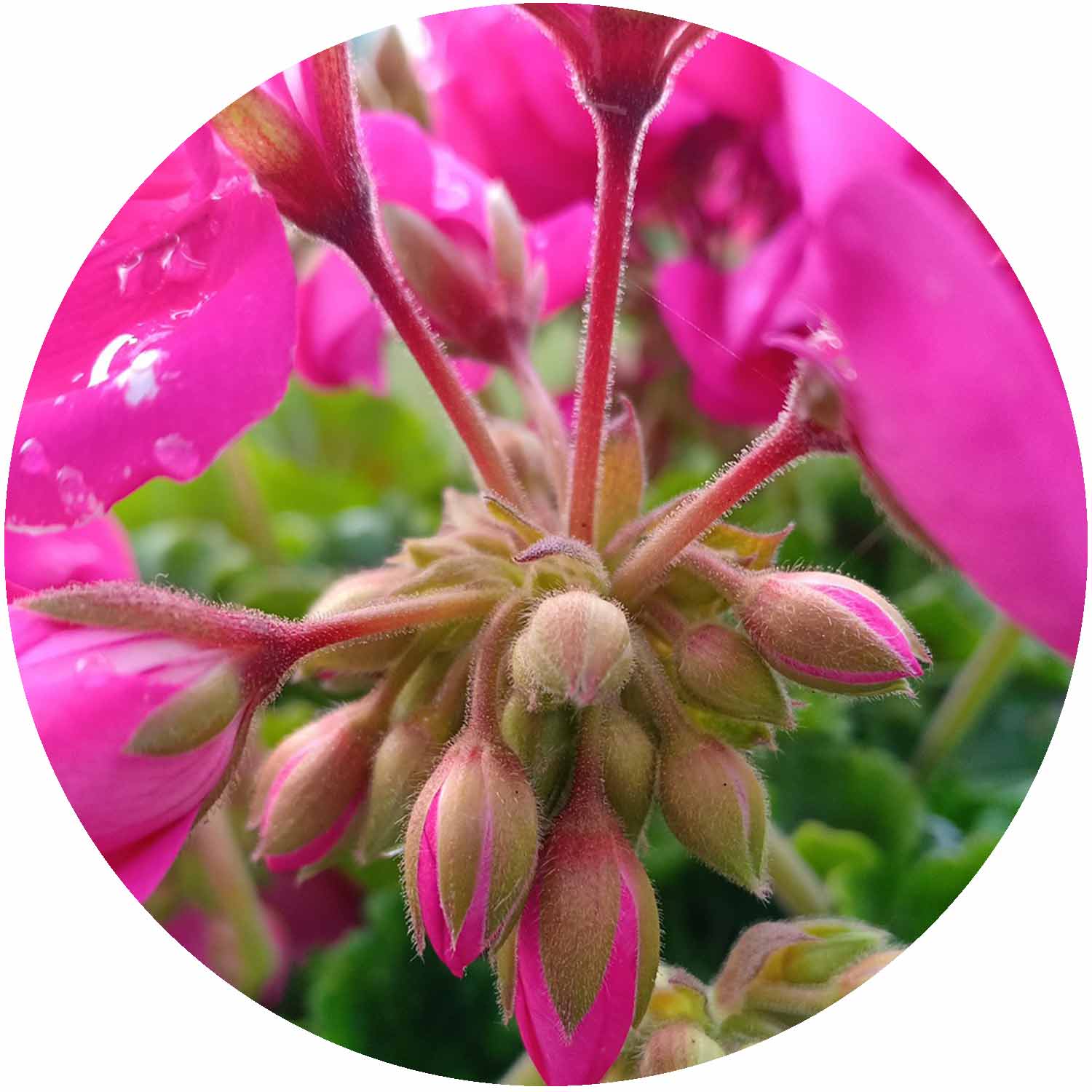 (E) Geranium Zonal Mix 10.5cm