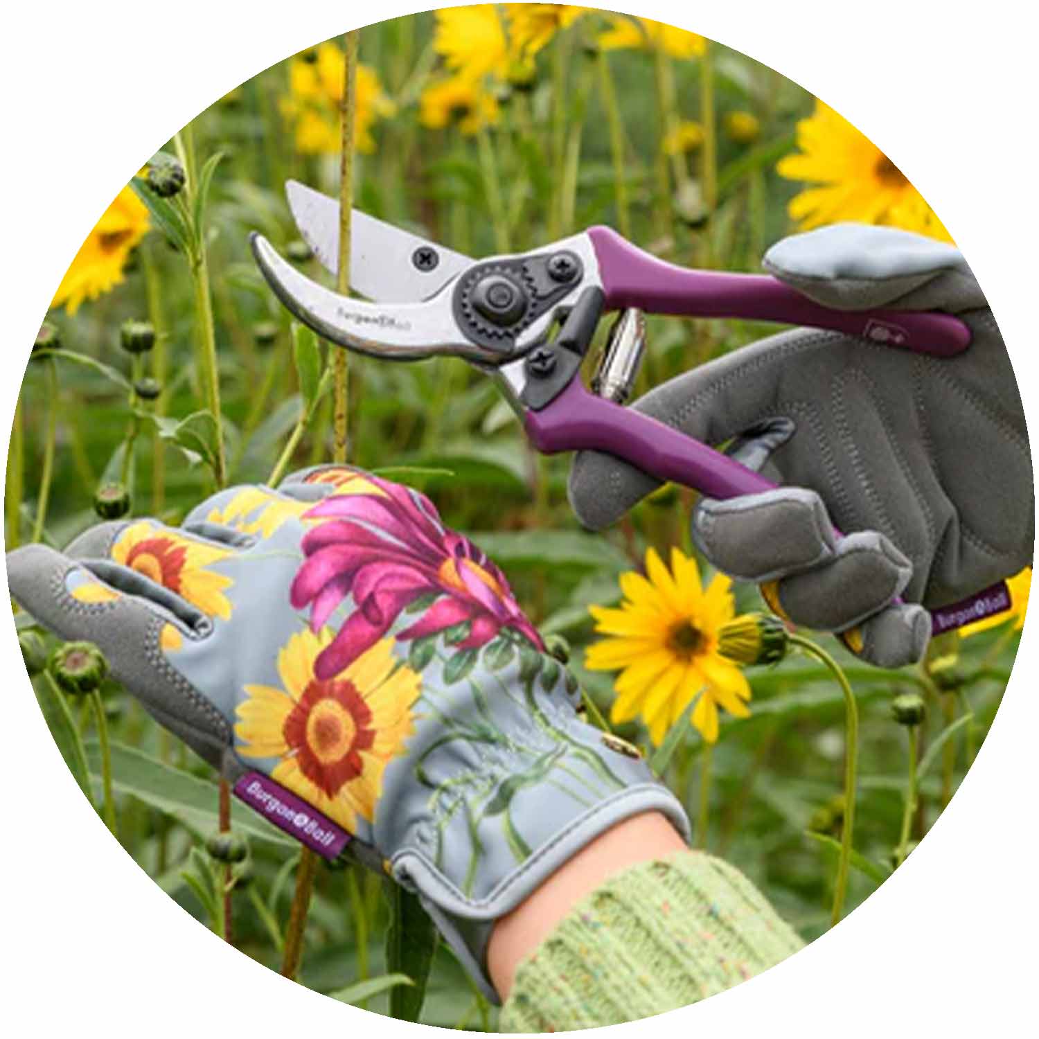 (BB) RHS Asteraceae Gloves