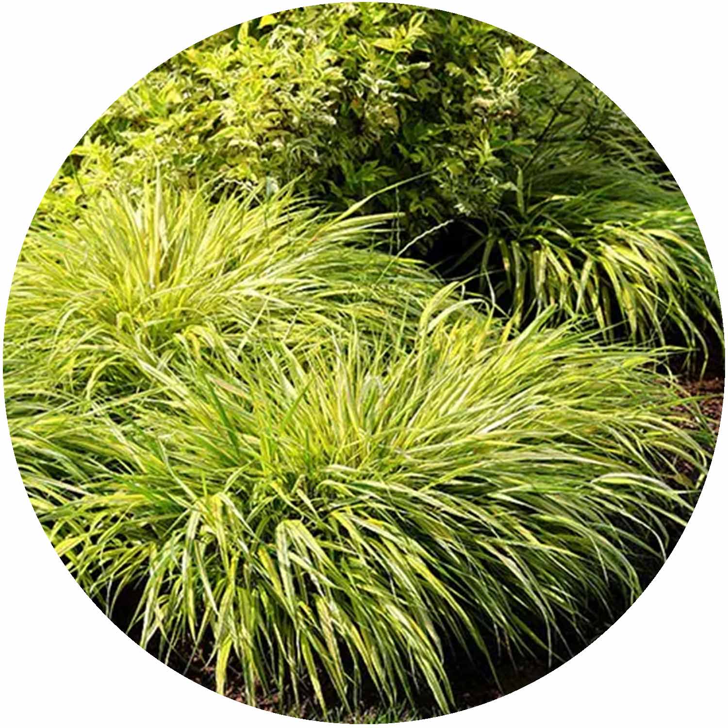 (M) Hakonechloa Macra Aureola 2L