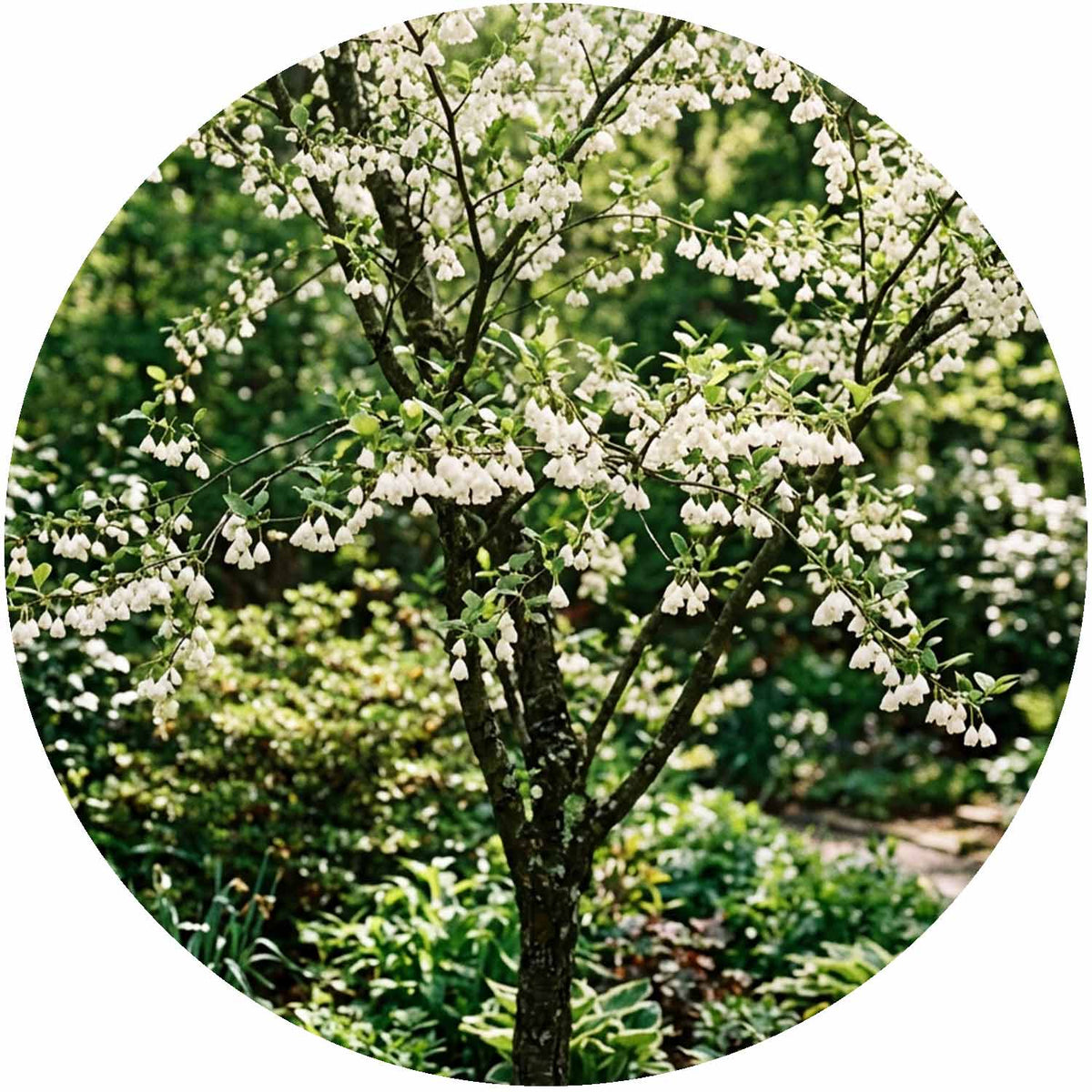 (E) Halesia Carolina 35L 150-175cm (GL)