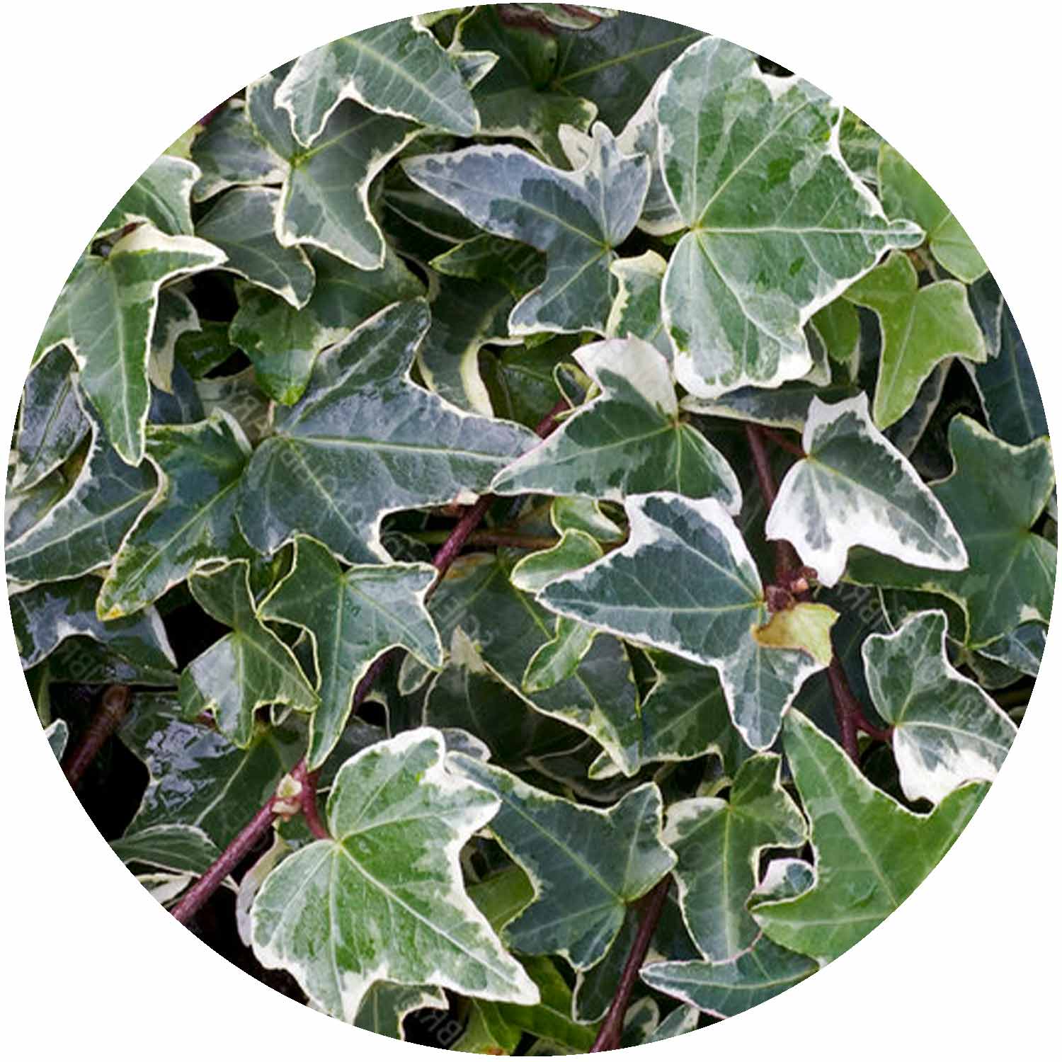 (E) Hedera Silver Variegated 9cm