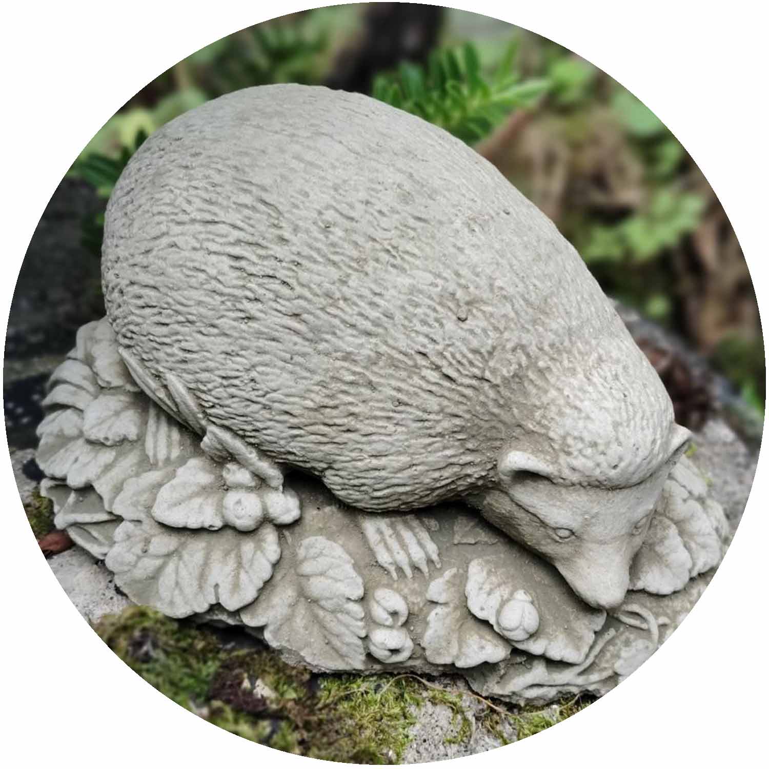 Hedgehog