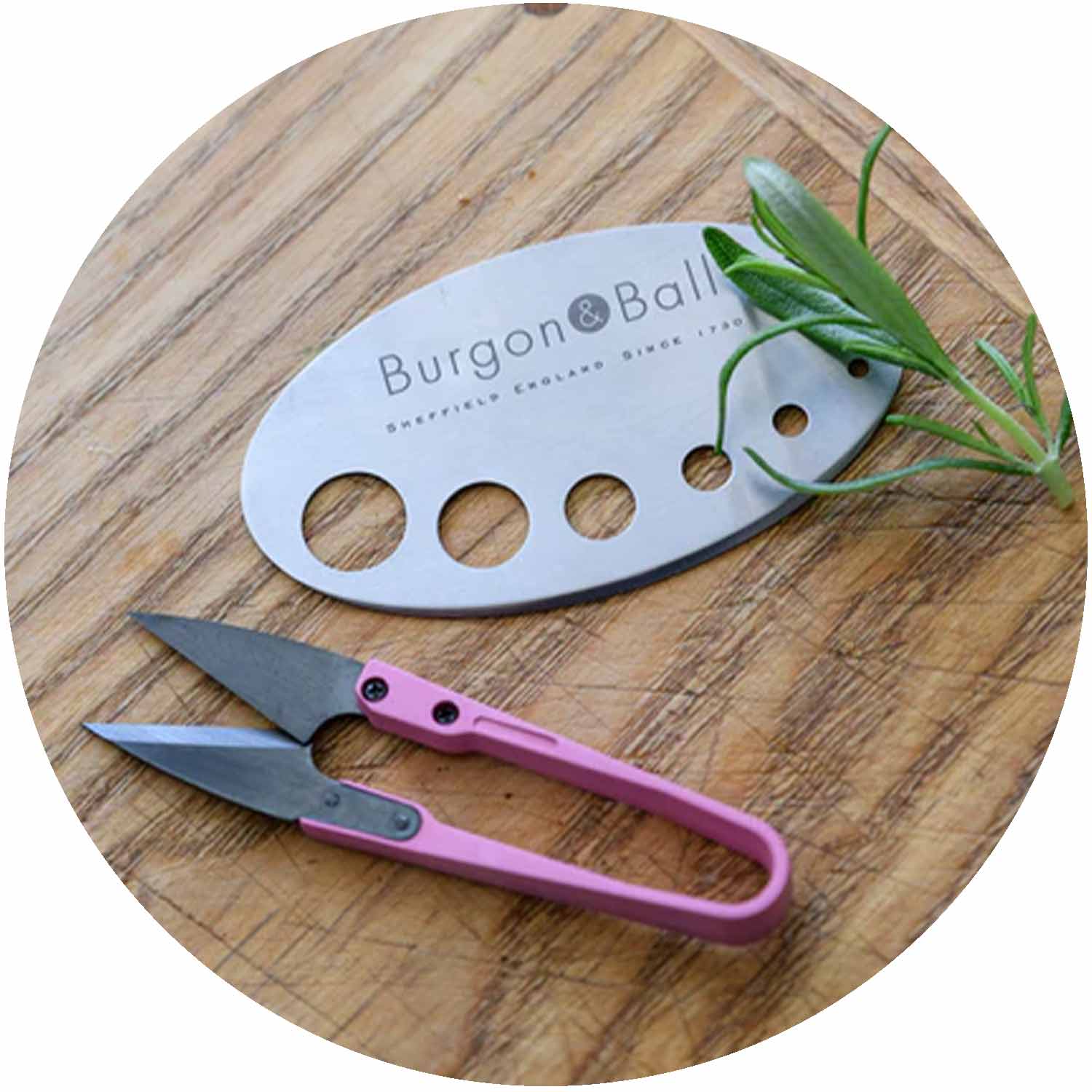 (BB) RHS Asteraceae Herb Gift Set